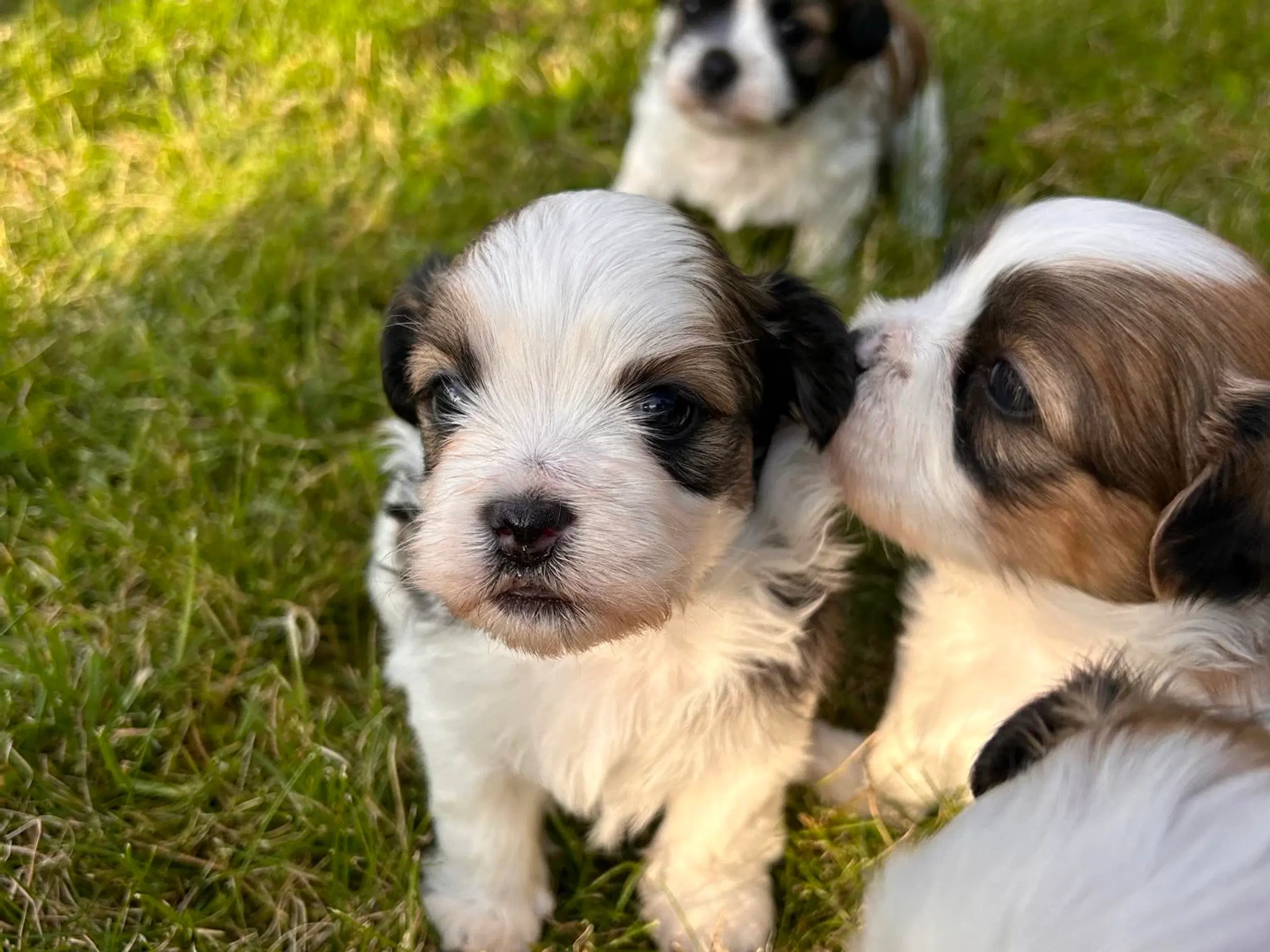 Bichon havanais / Stig tju hunde hvalp