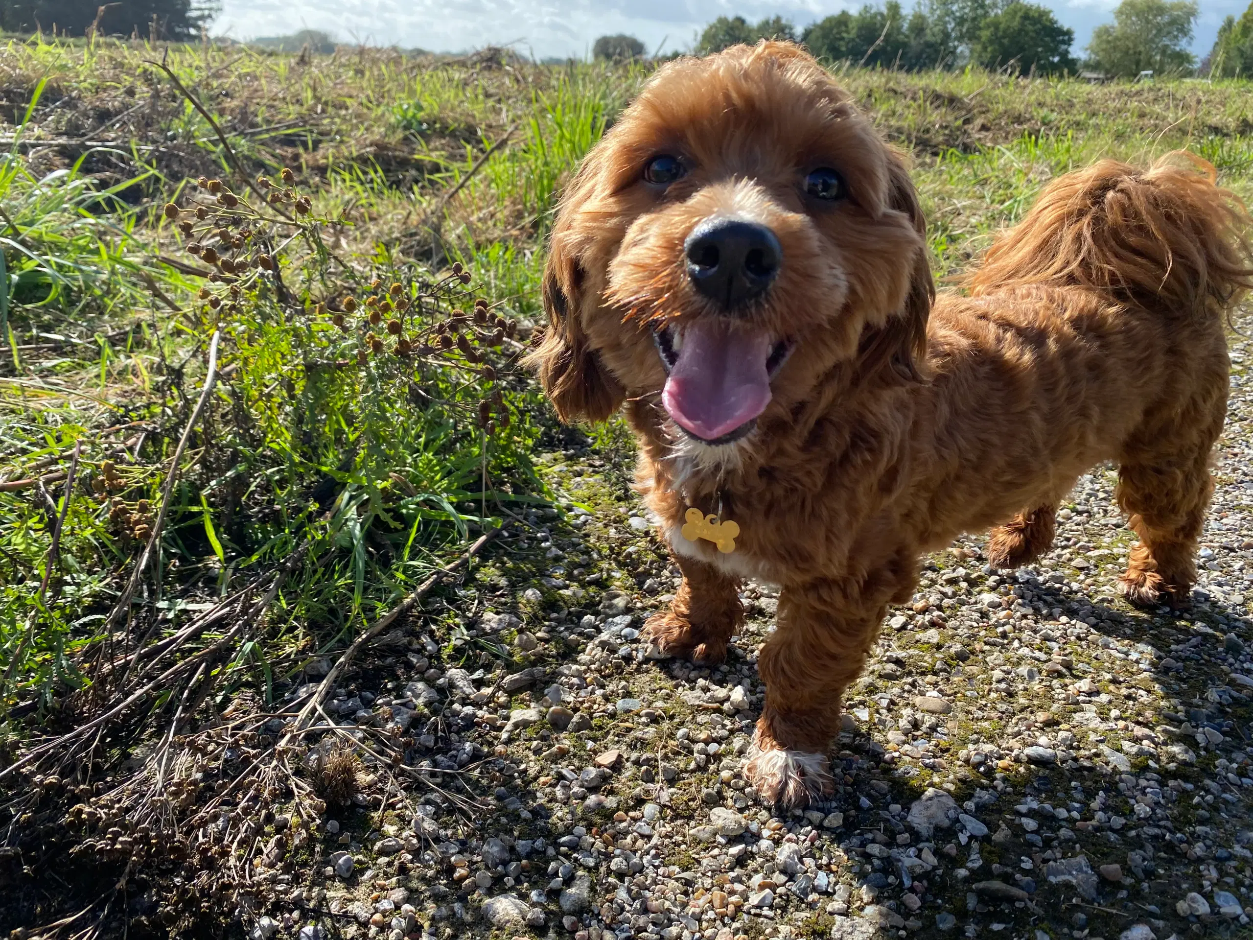 Avlstjeneste Bichon Havanais