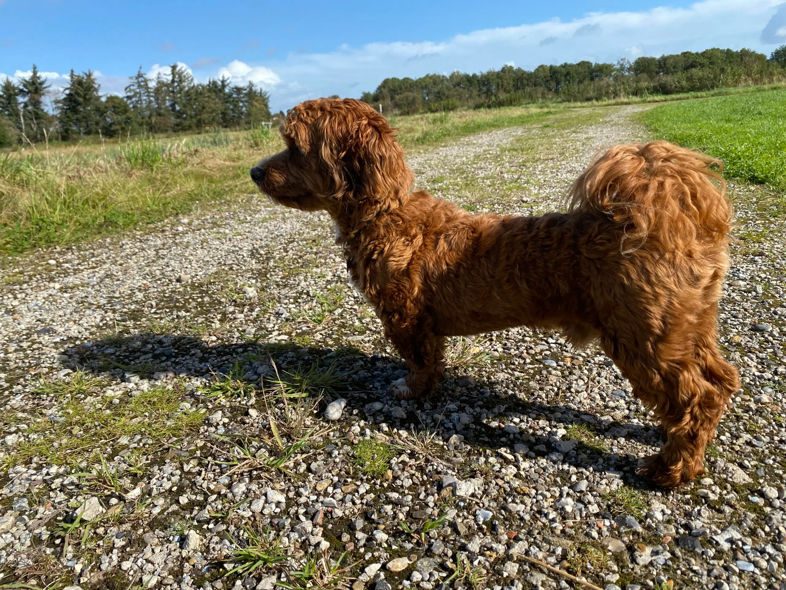 Avlstjeneste Bichon Havanais