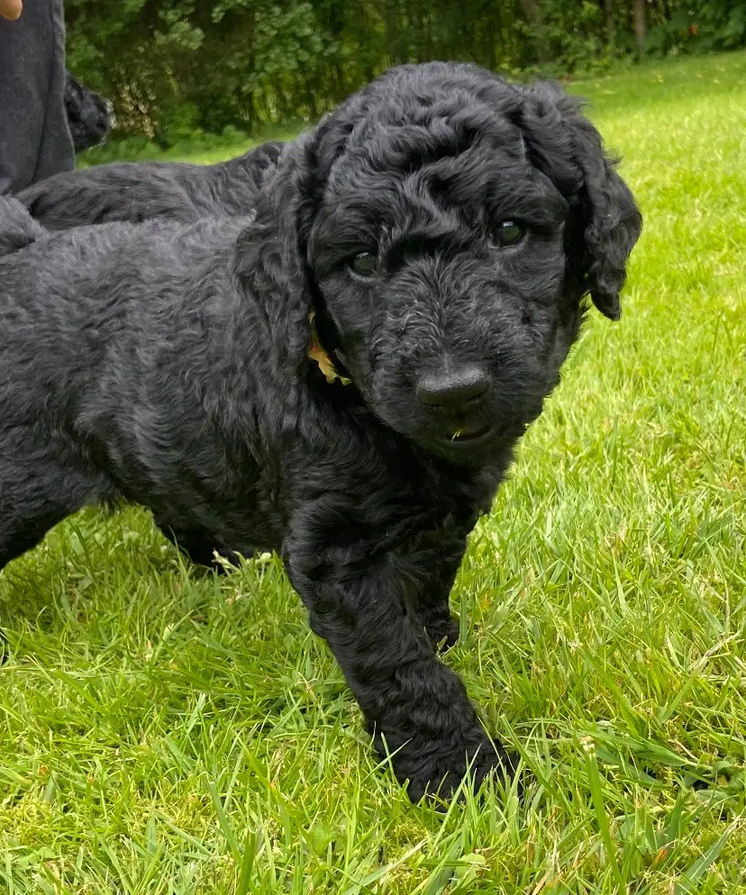 Labradoodle hvalpe