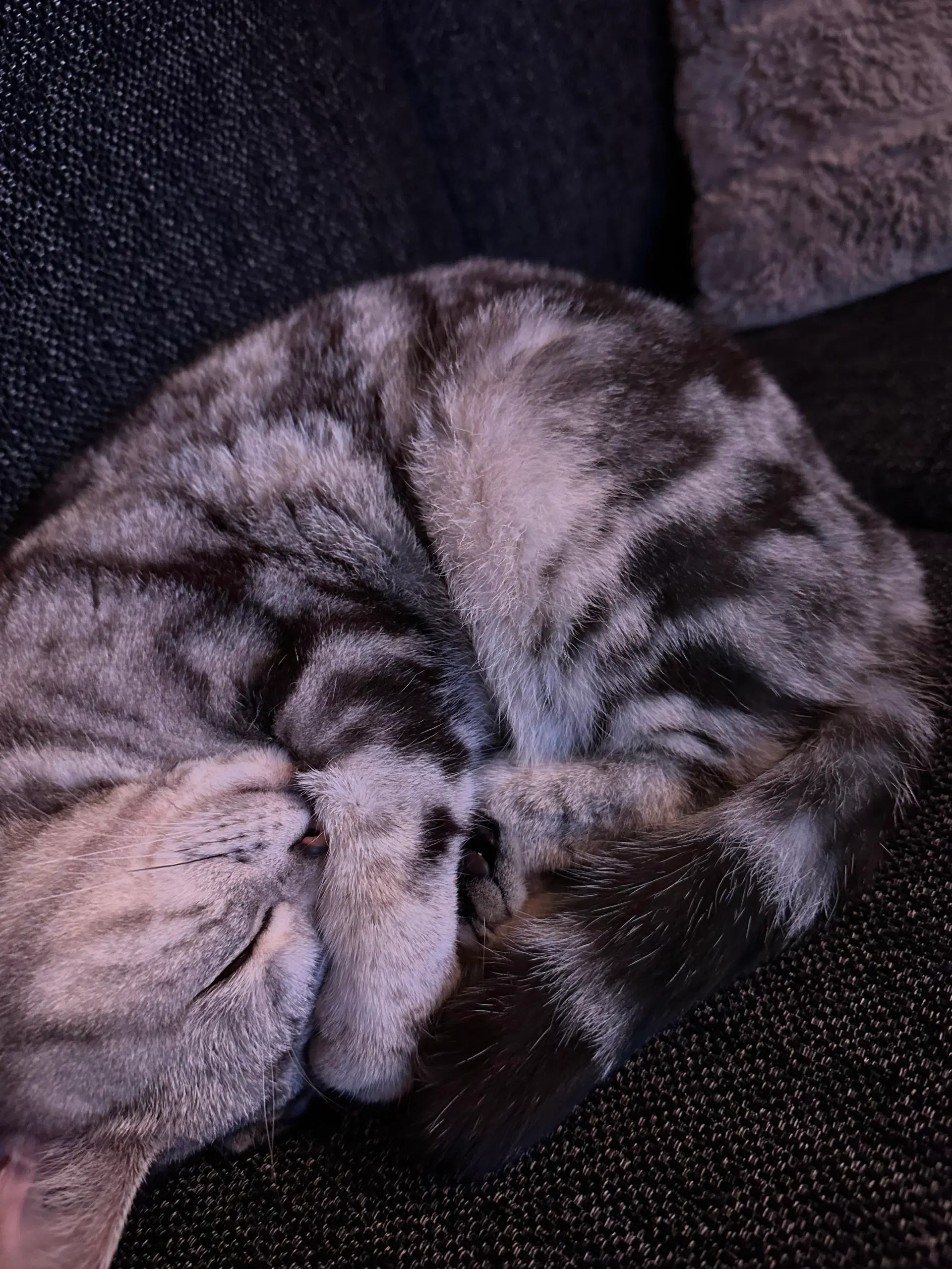 Han kat british shorthair