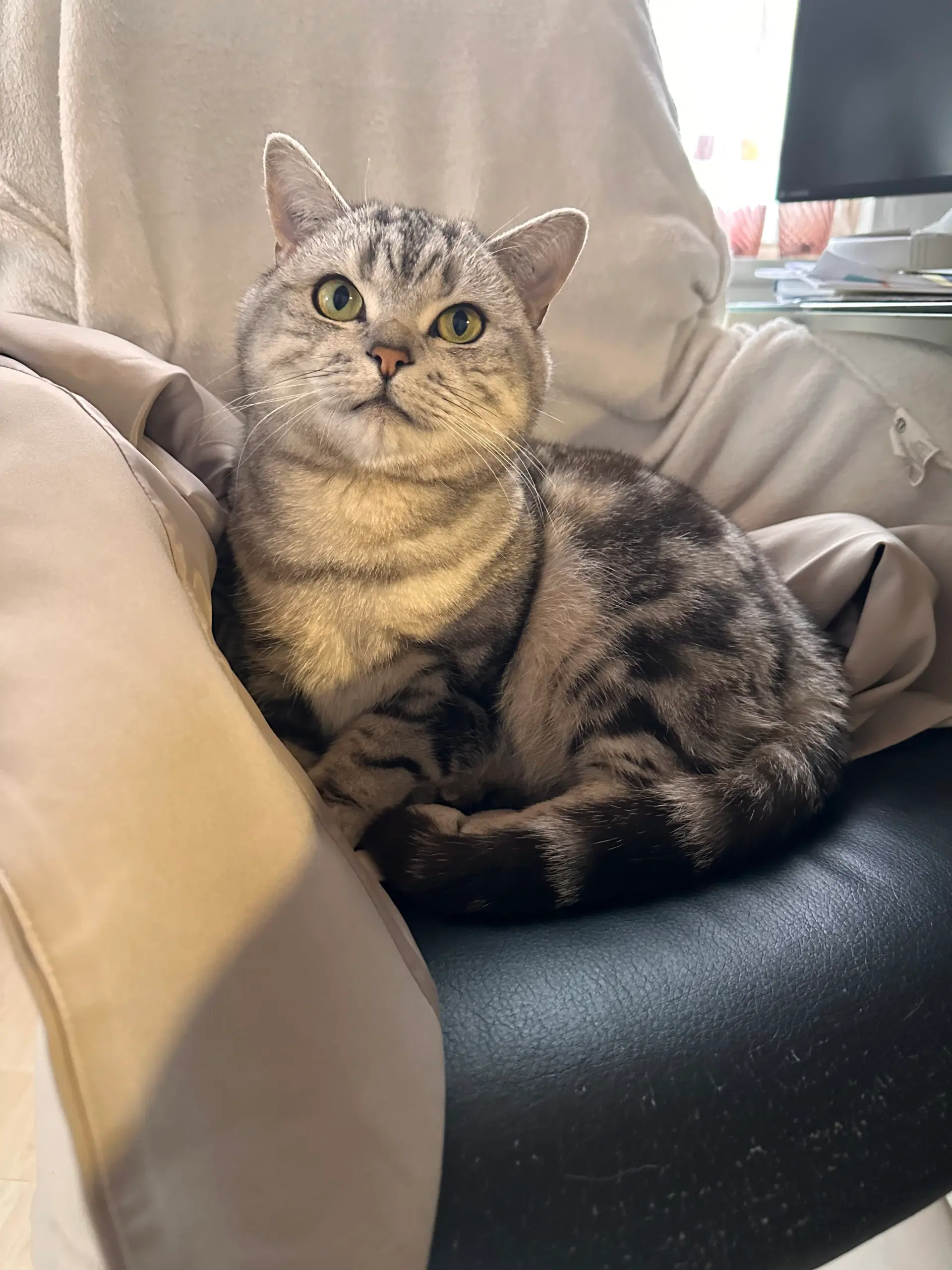 Han kat british shorthair