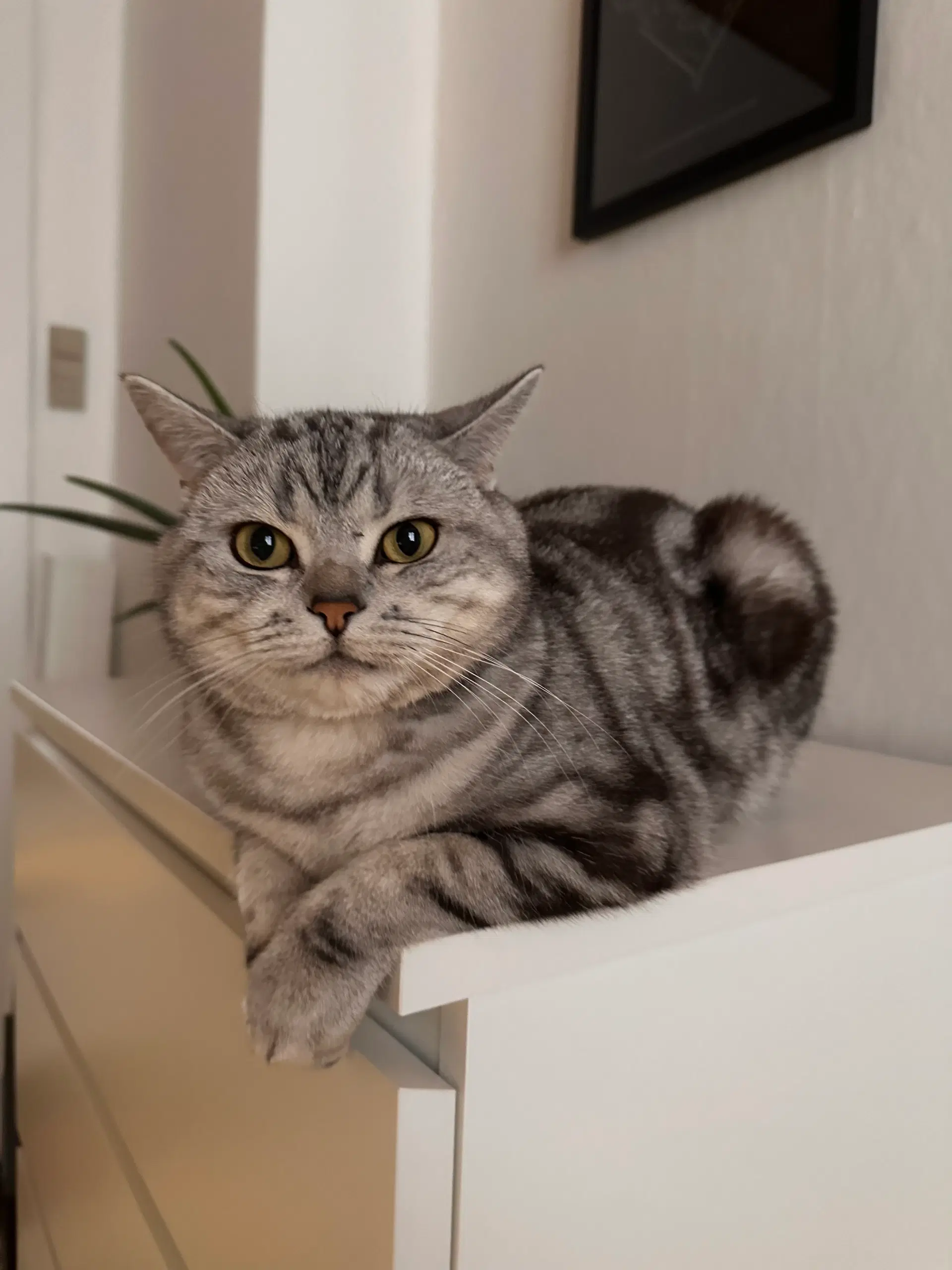 Han kat british shorthair