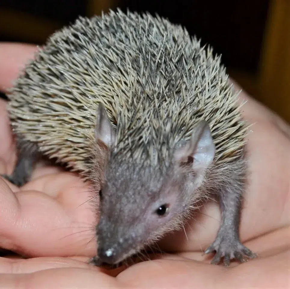 Tenrec