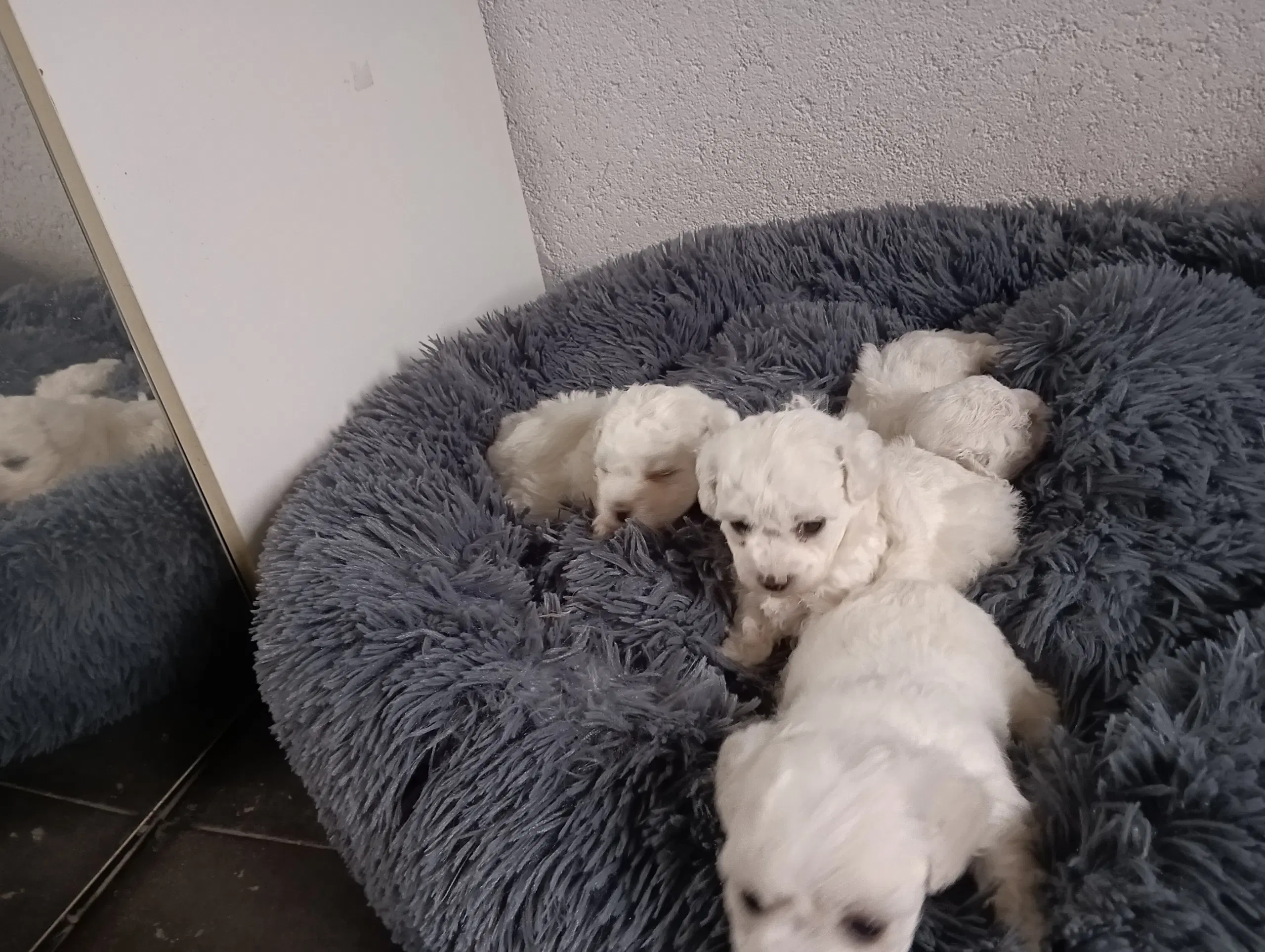 Bichon Frise hvalpe 12 uger