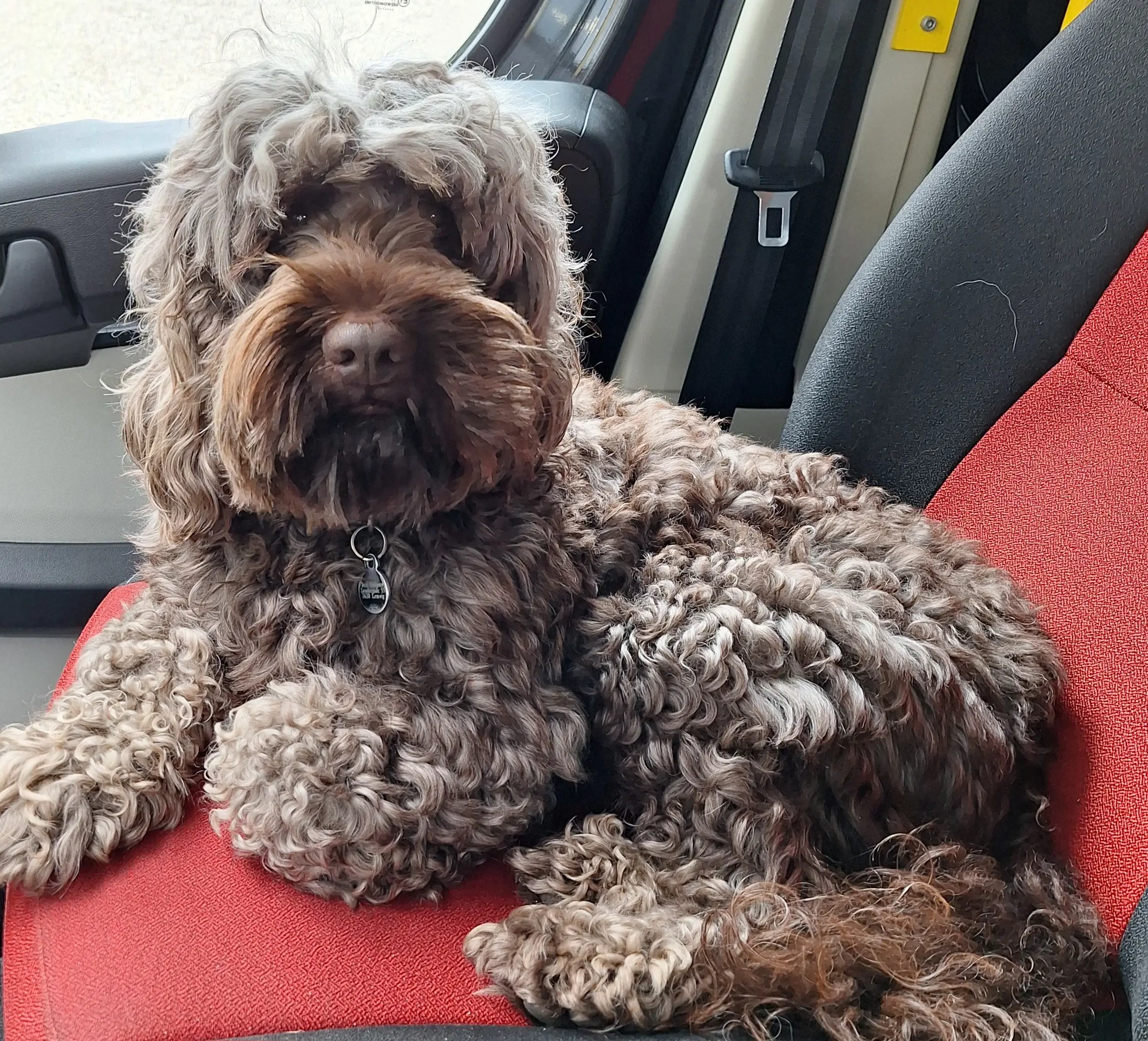 Cockapoo parring tilbydes