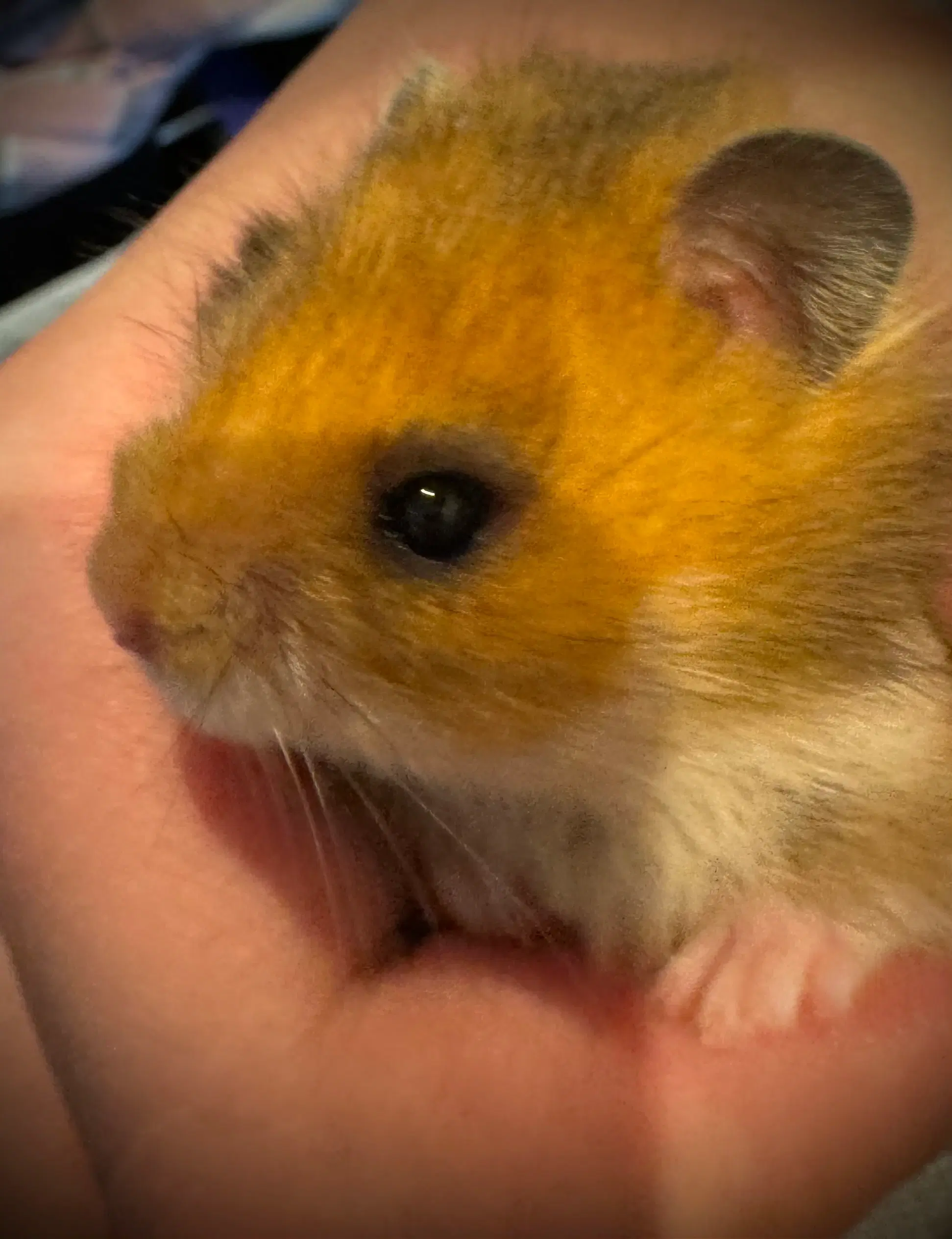 Guldhamster unger sælges