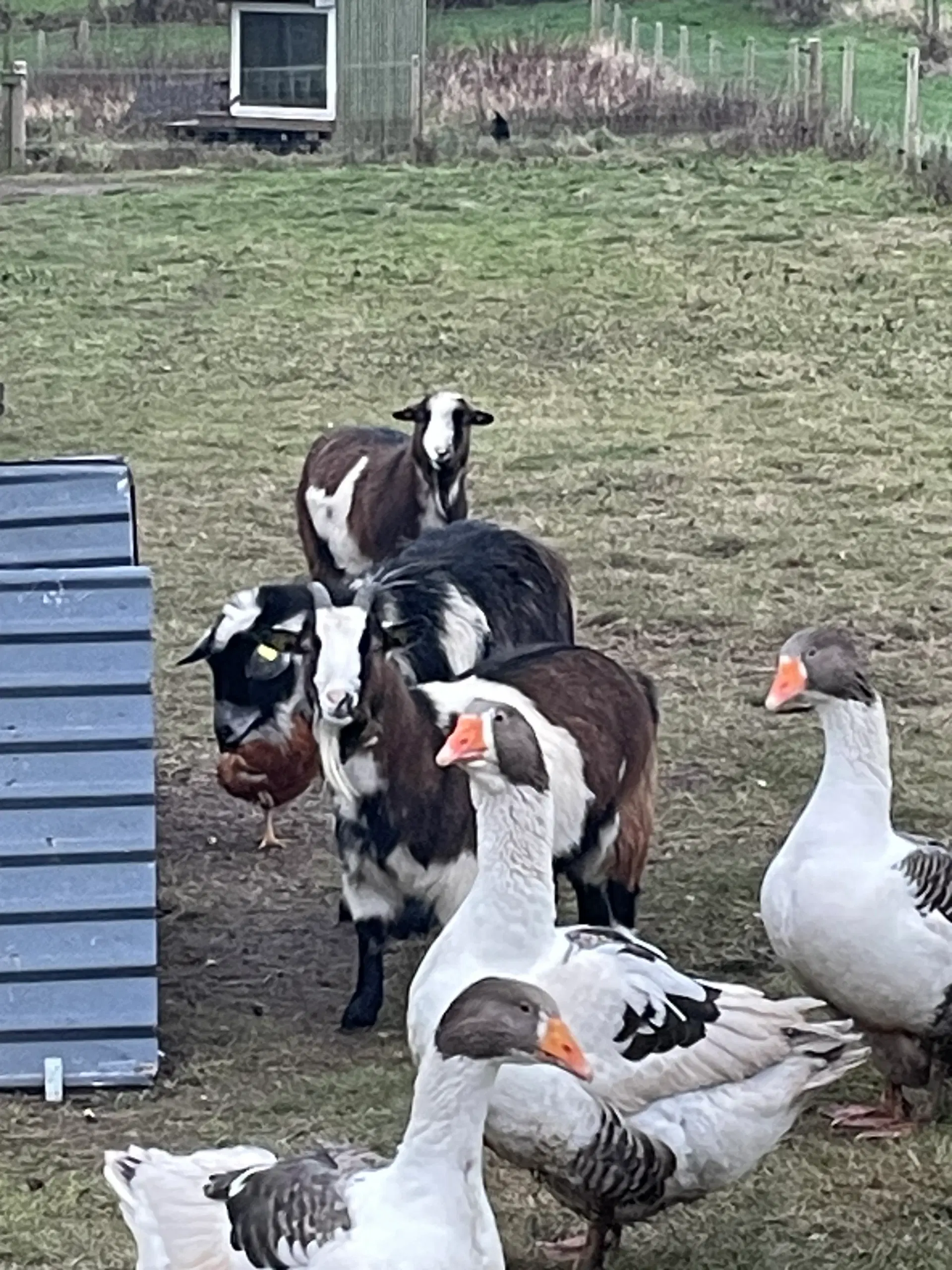 Kasteretet gedebuk sælges