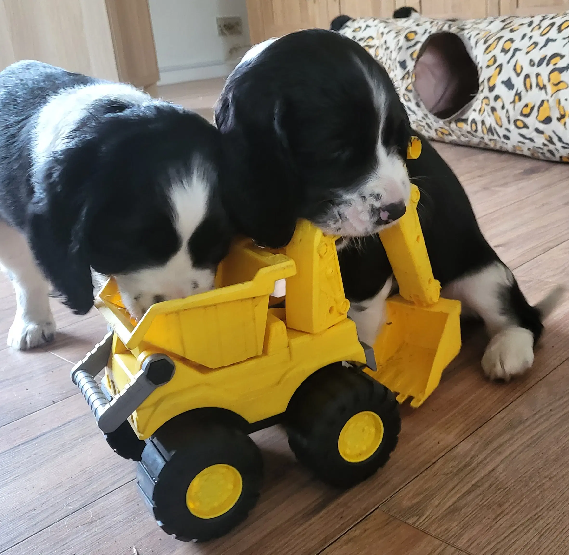 Engelsk springer Spaniel hvalpe