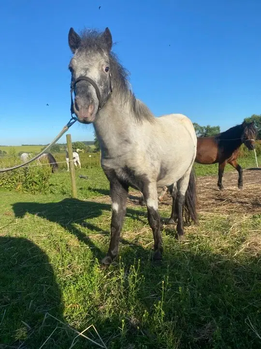 Speciel og lækker hingst søger nyt hjem