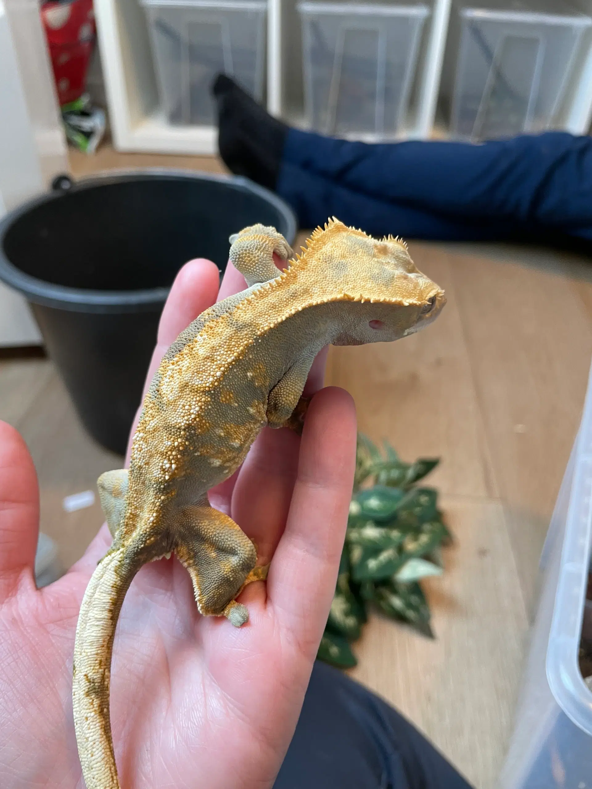 Kronegekko