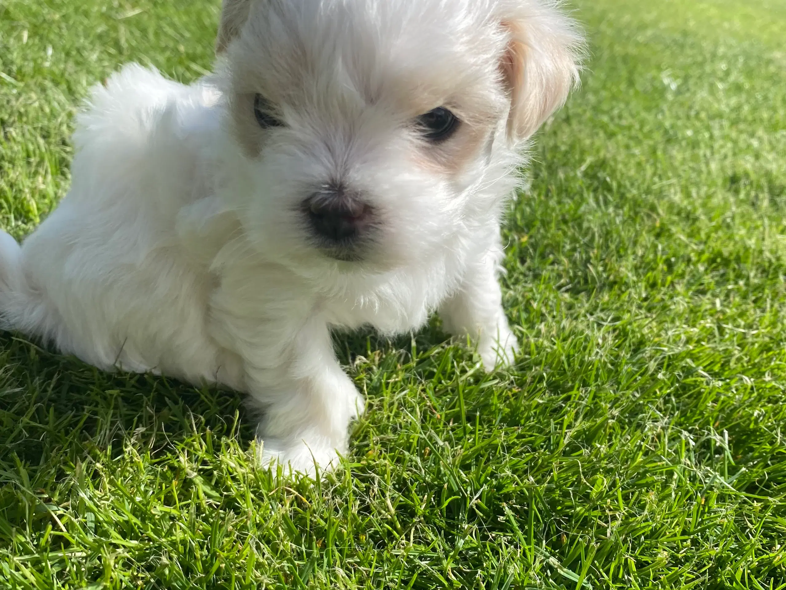 Malteser/shih tzu