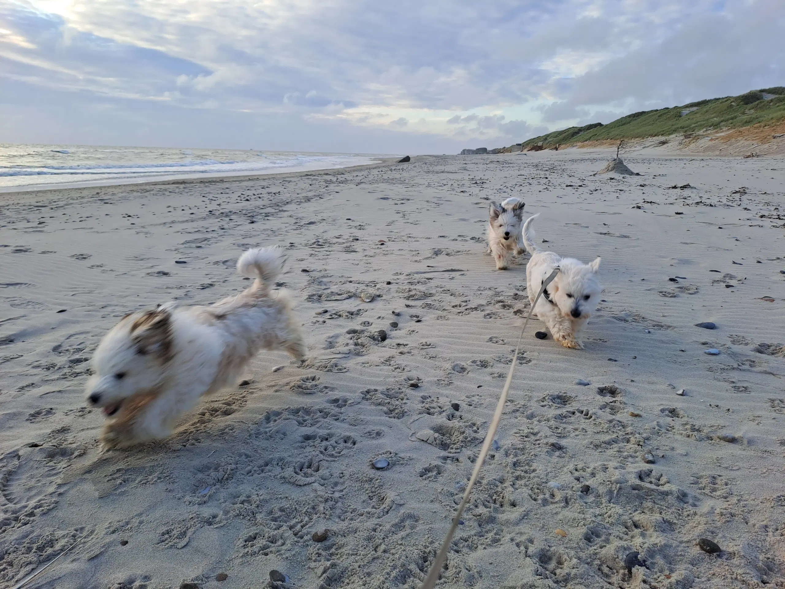 Livsglade coton de tulear hvalpe søger nye hjem