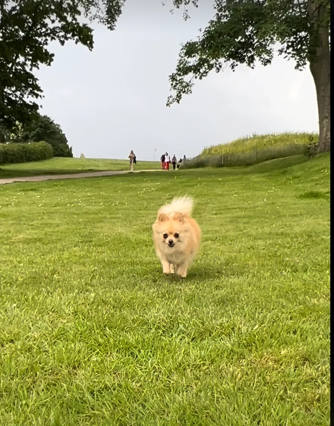 Salgsannonce for en skøn Pomeranian ved navn Liv