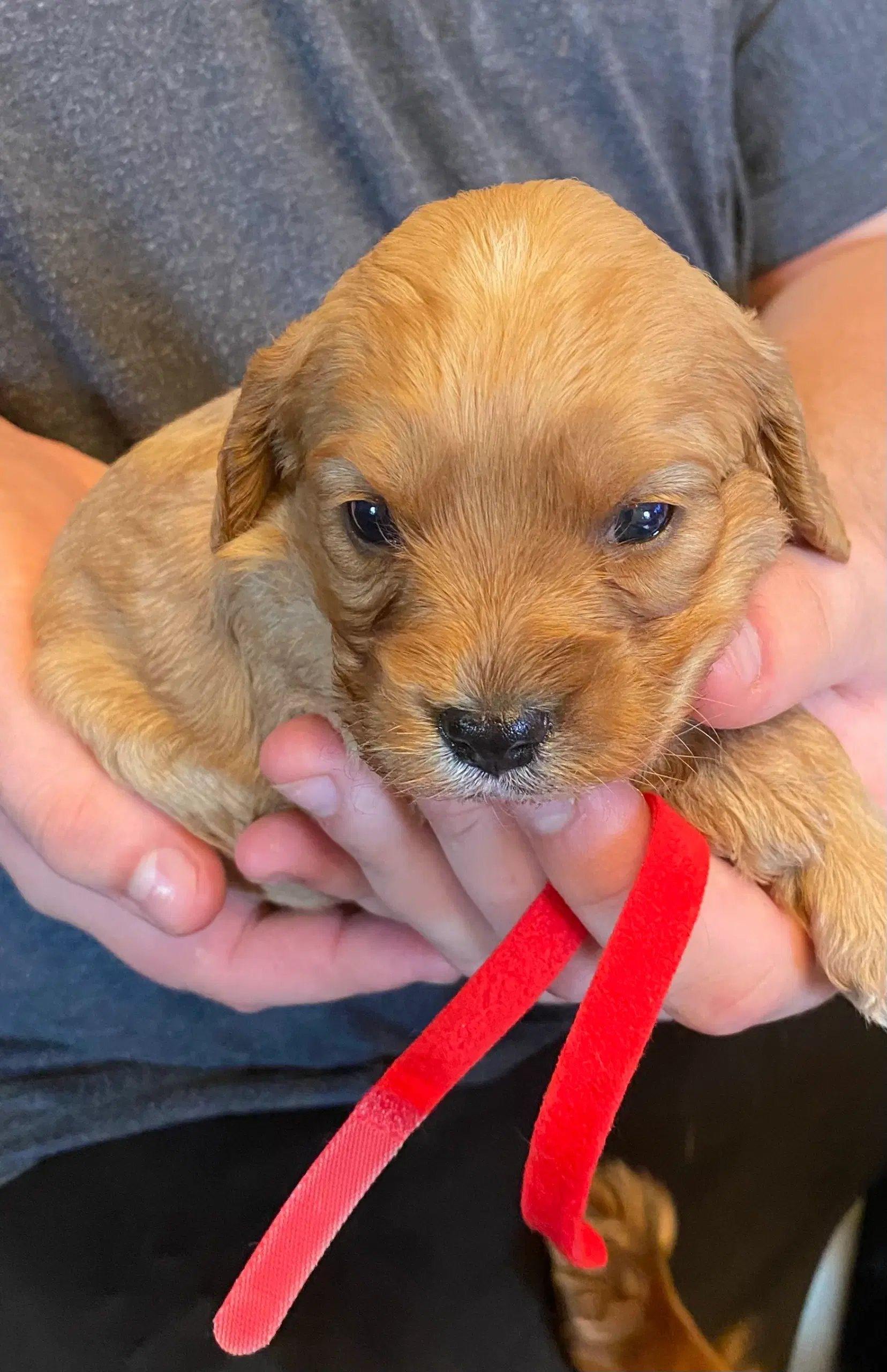 Cavapoo babyer