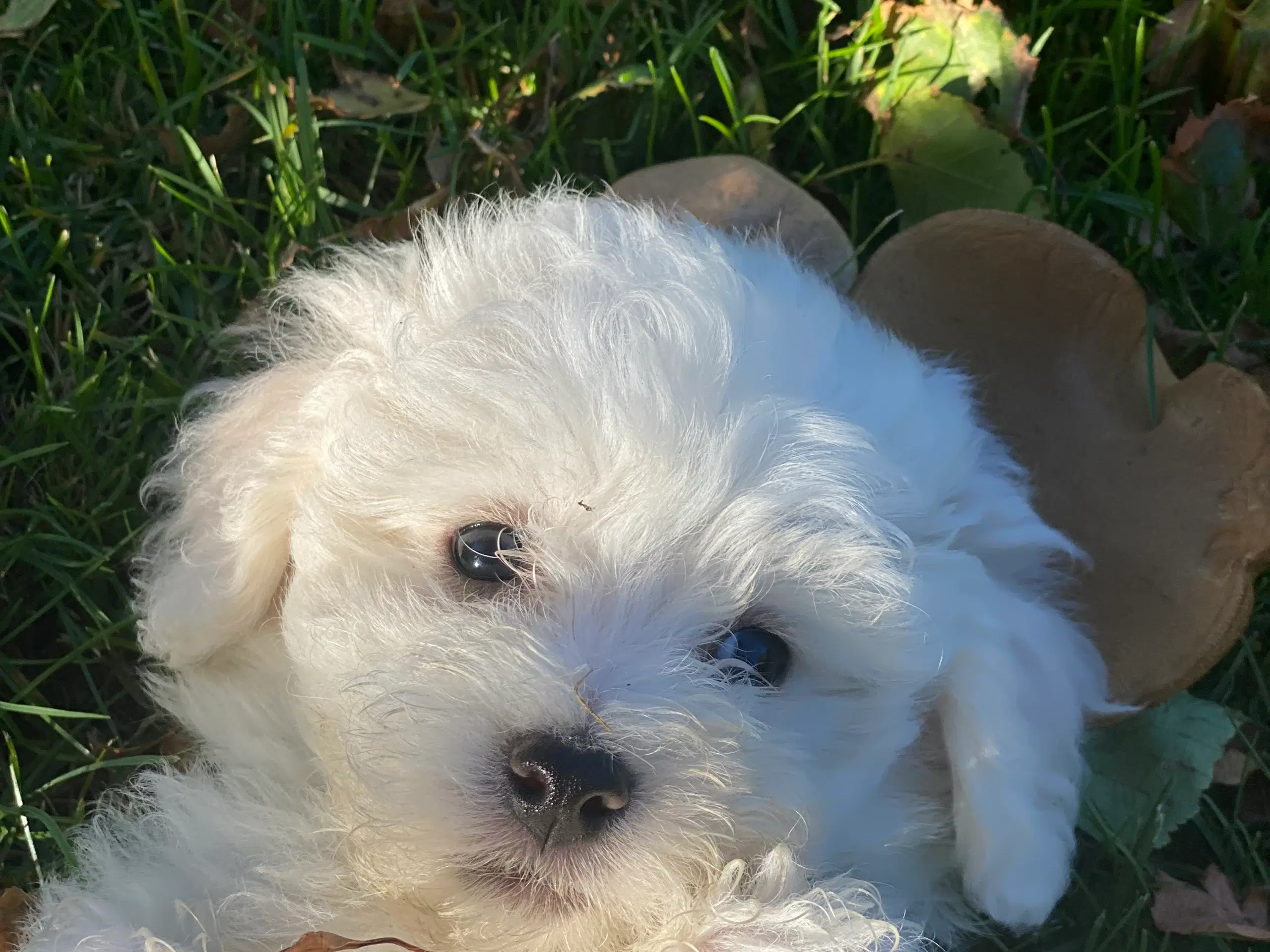 Maltipoo hvalp