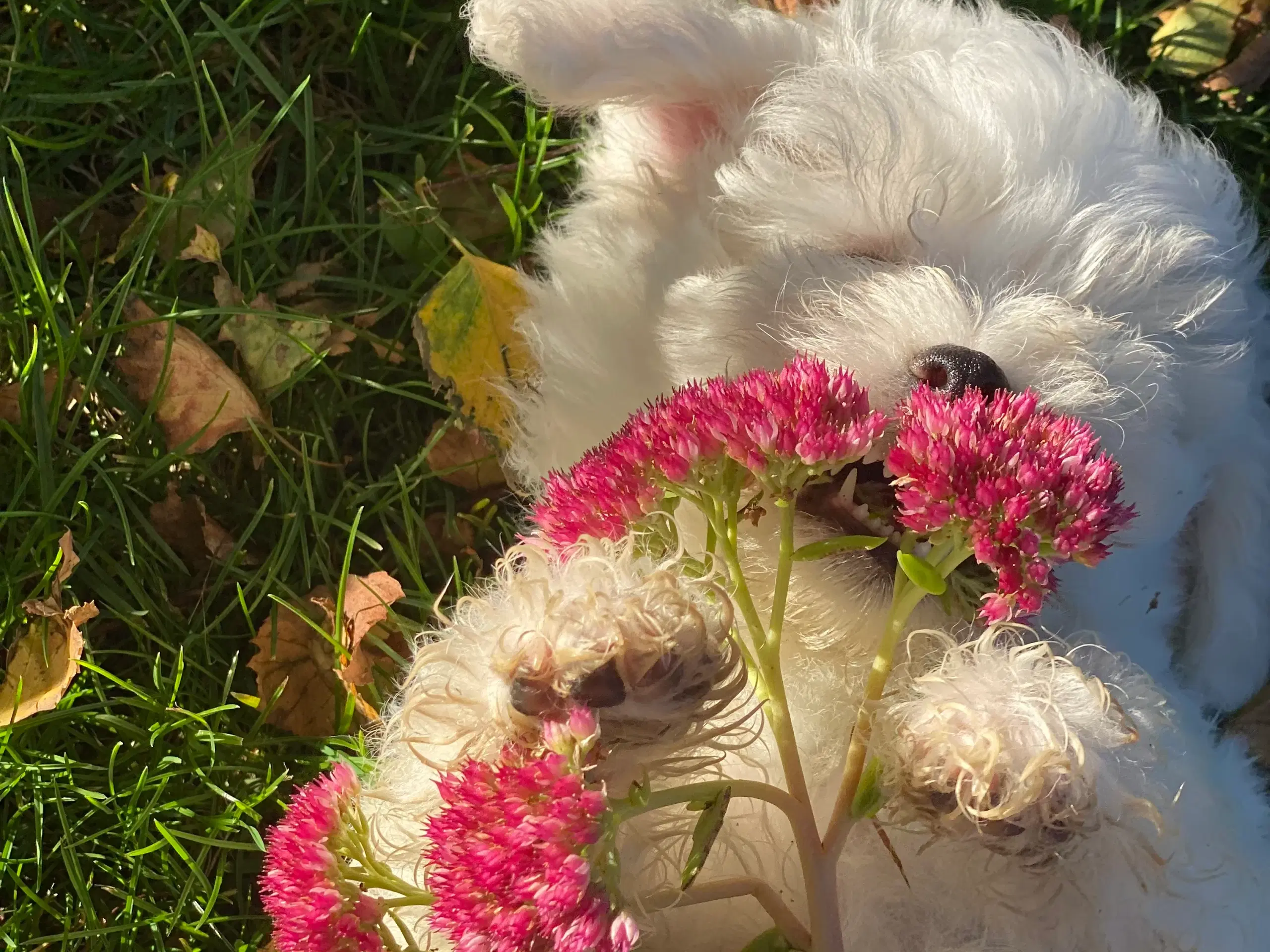 Maltipoo hvalp