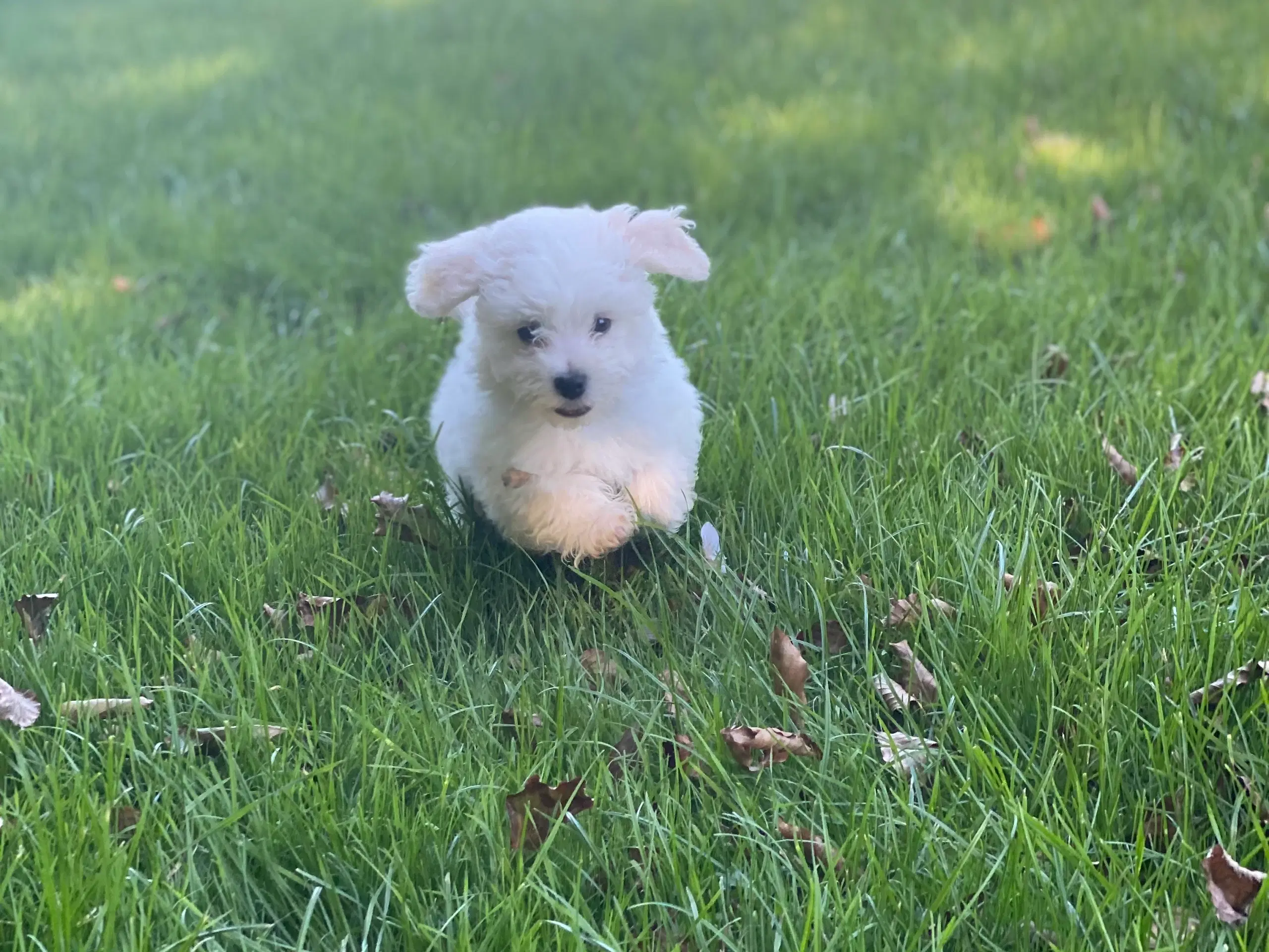 Maltipoo hvalp