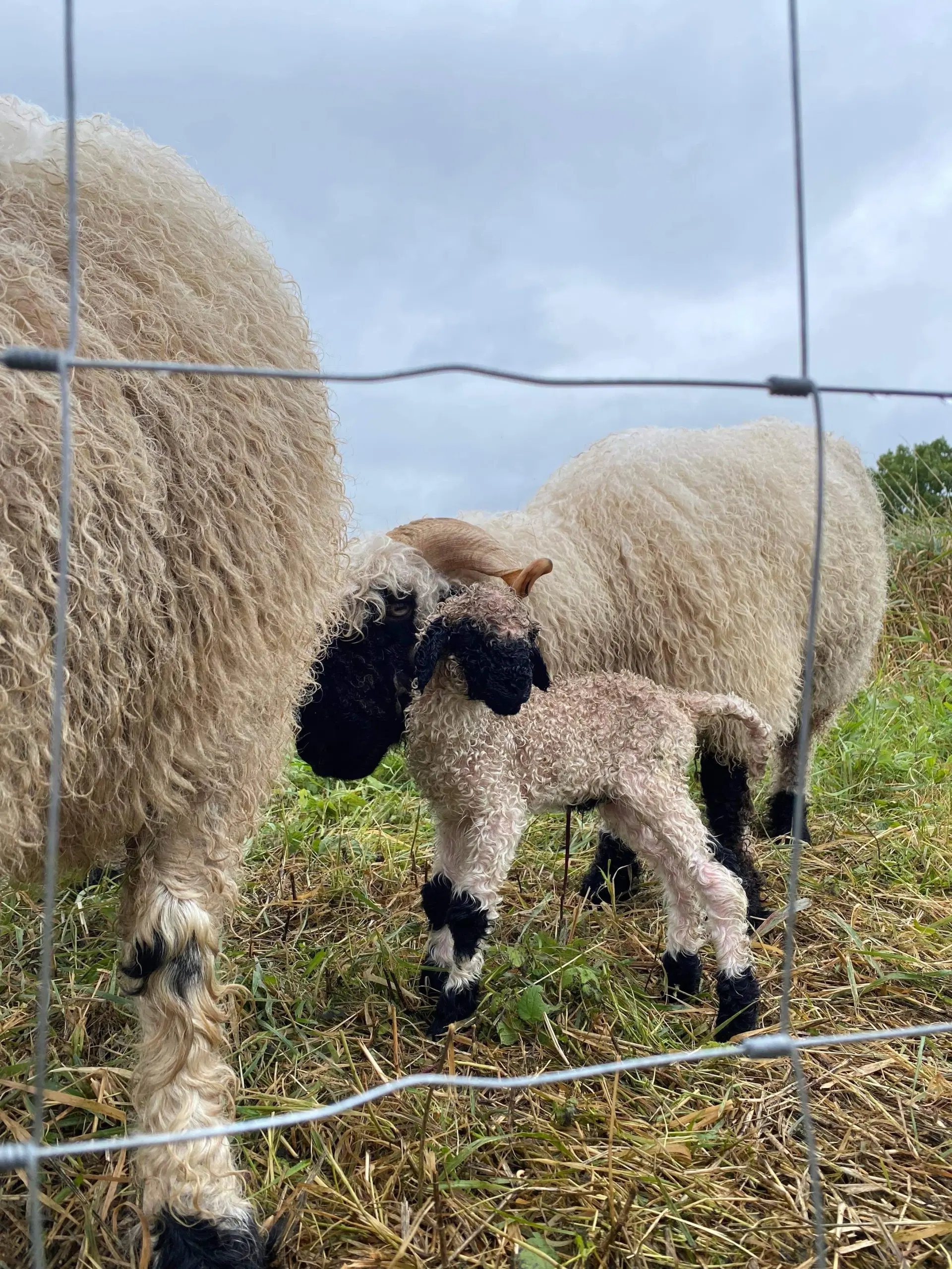 Blacknose Valais - del af flok sælges