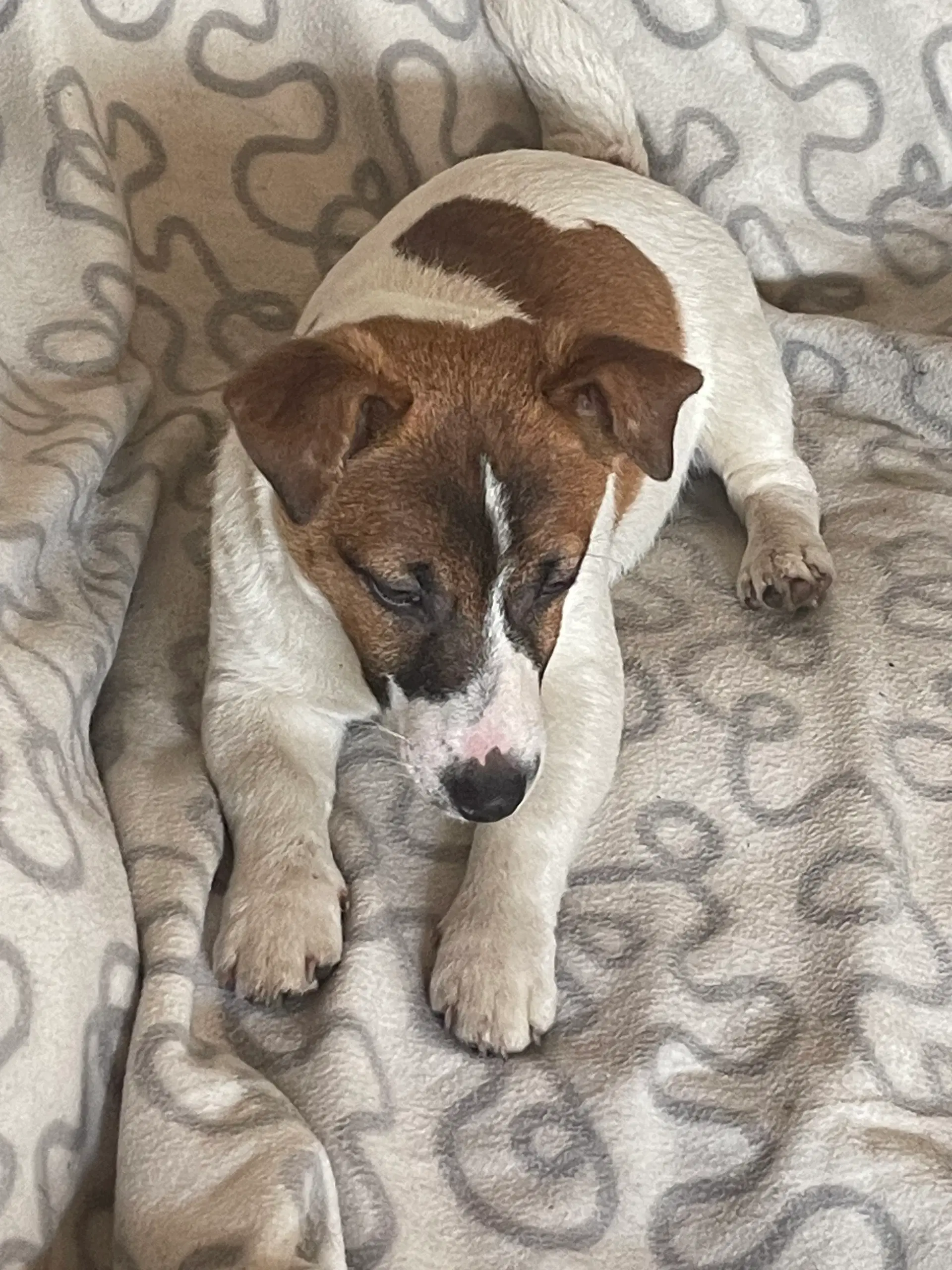 Udstationering - Jack Russell Han hvalp 5 måneder