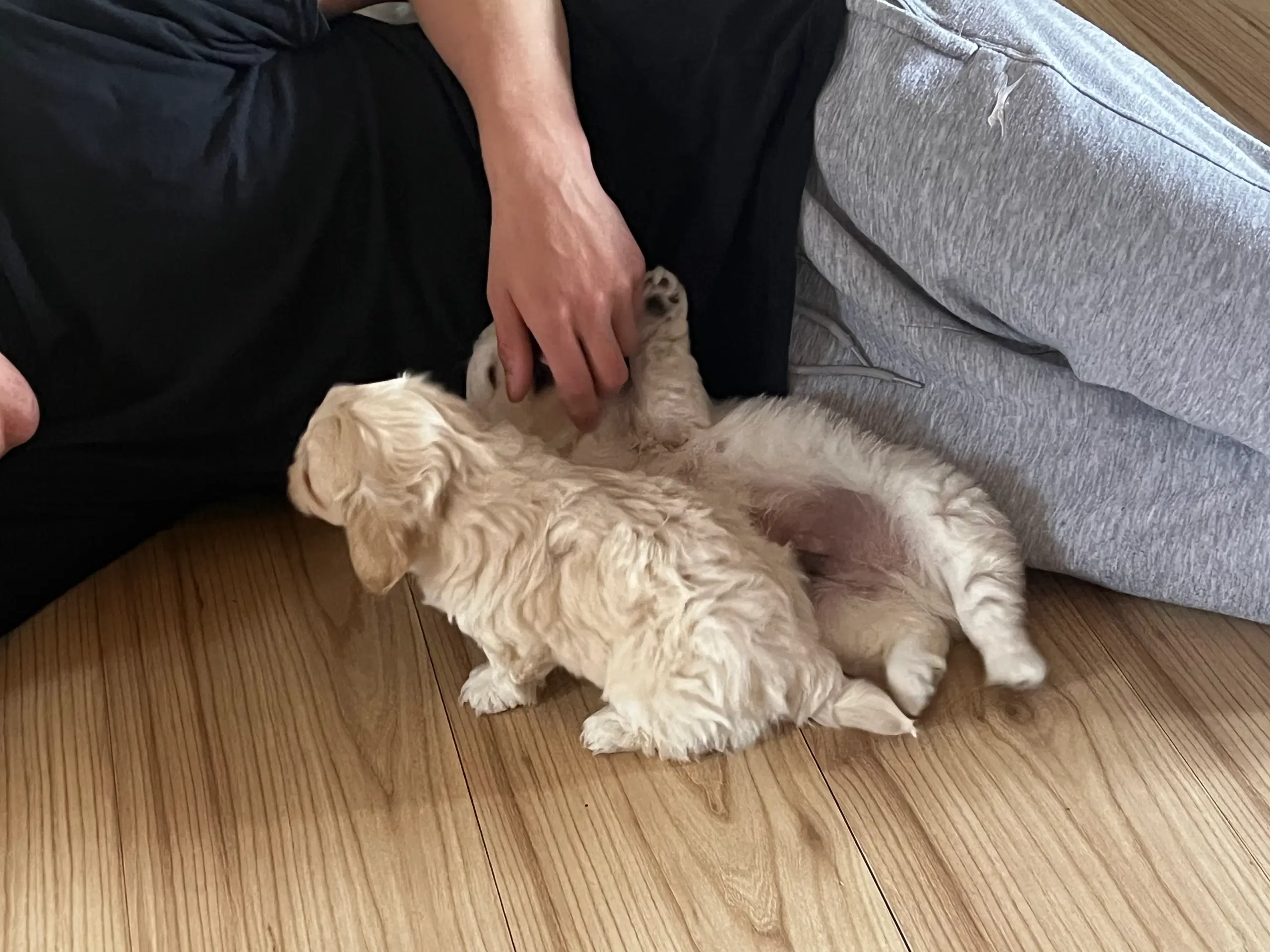 Coton de tulear / shih tzu