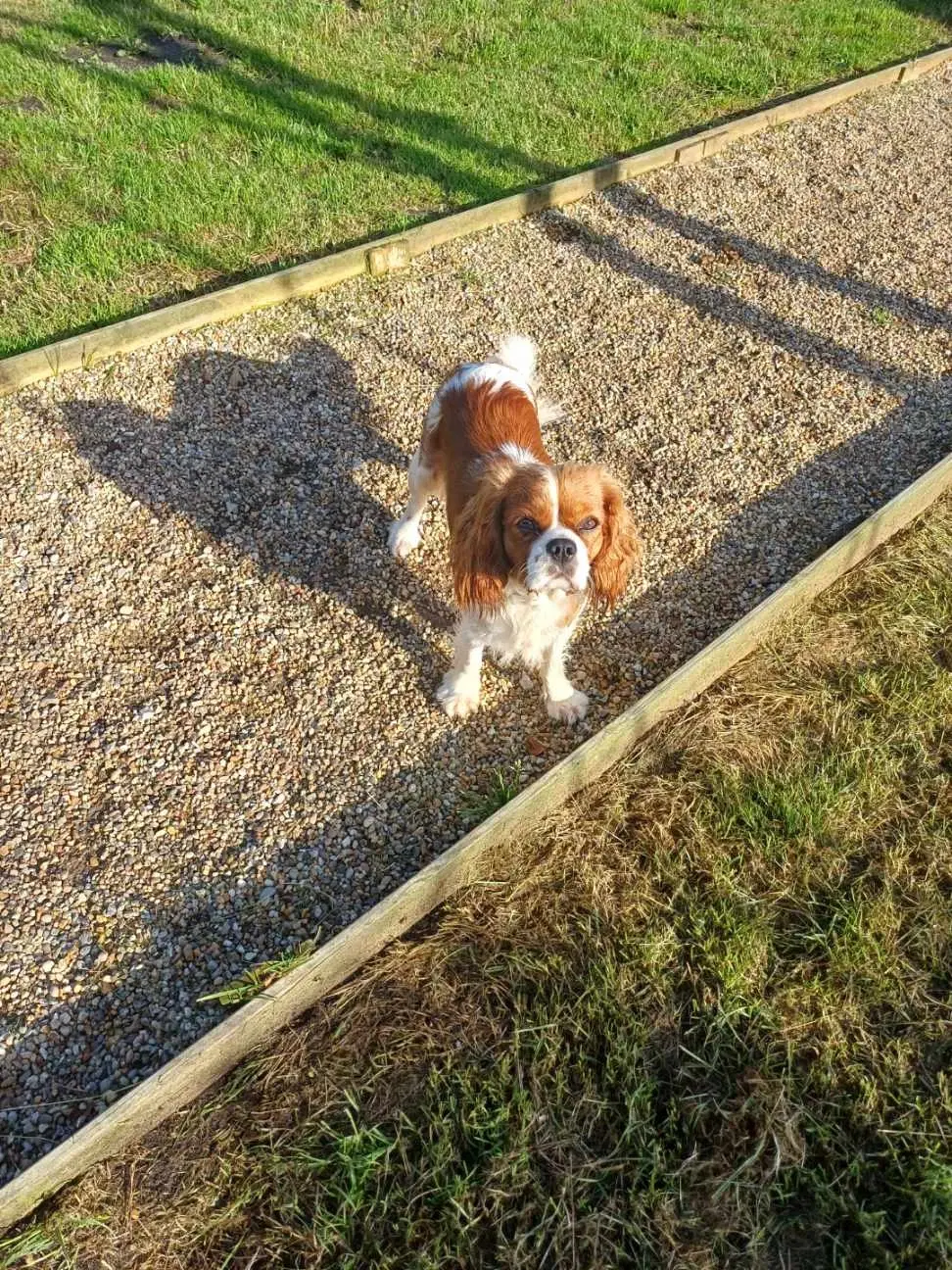 CAVALIER KING CHARLES SPANIEL PIGE SÆLGES