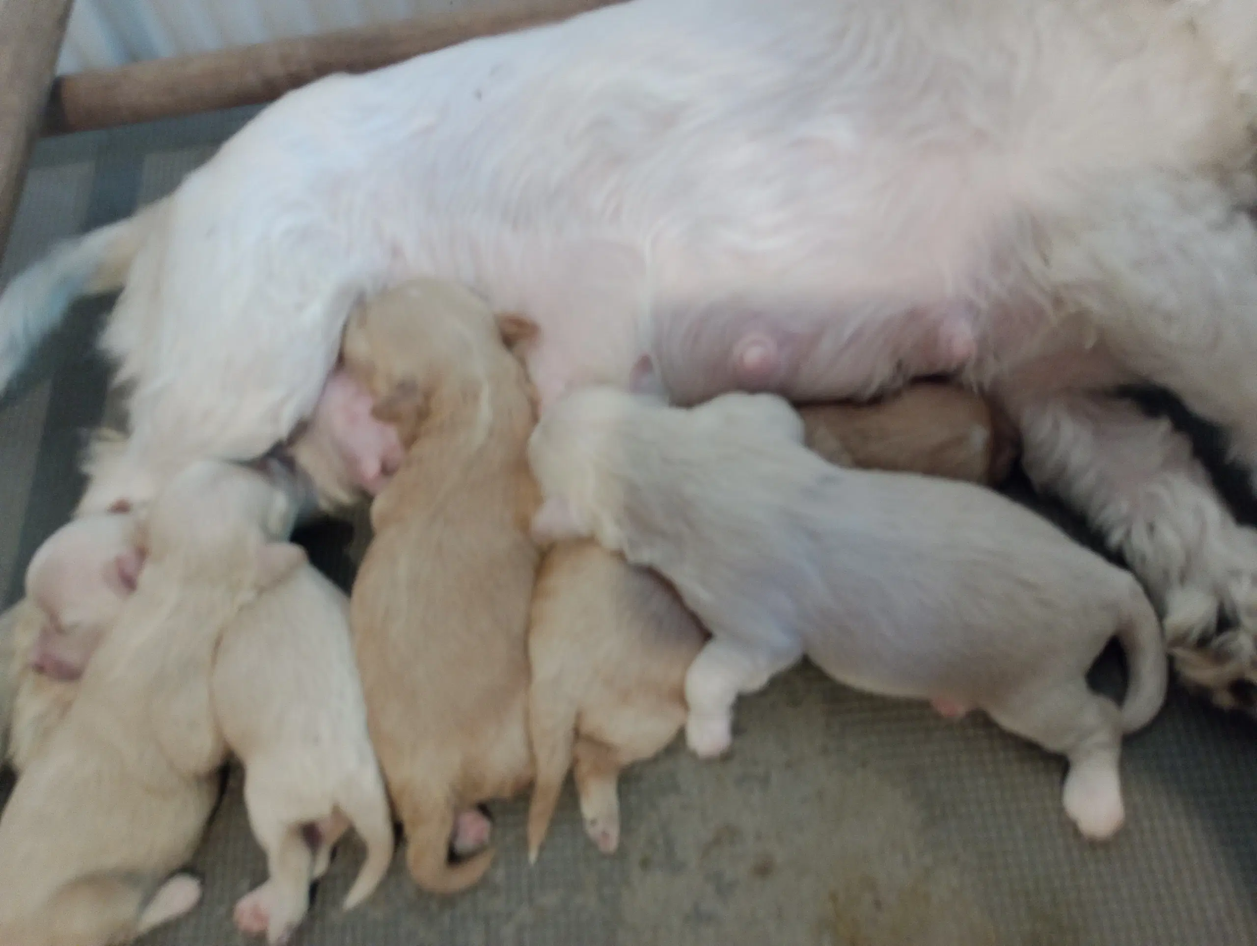 Maltipoo hvalpe