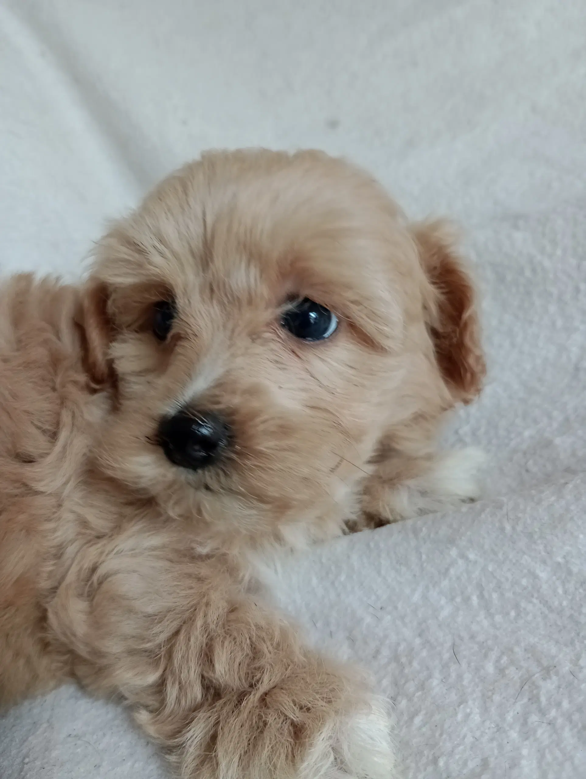 Maltipoo hvalpe