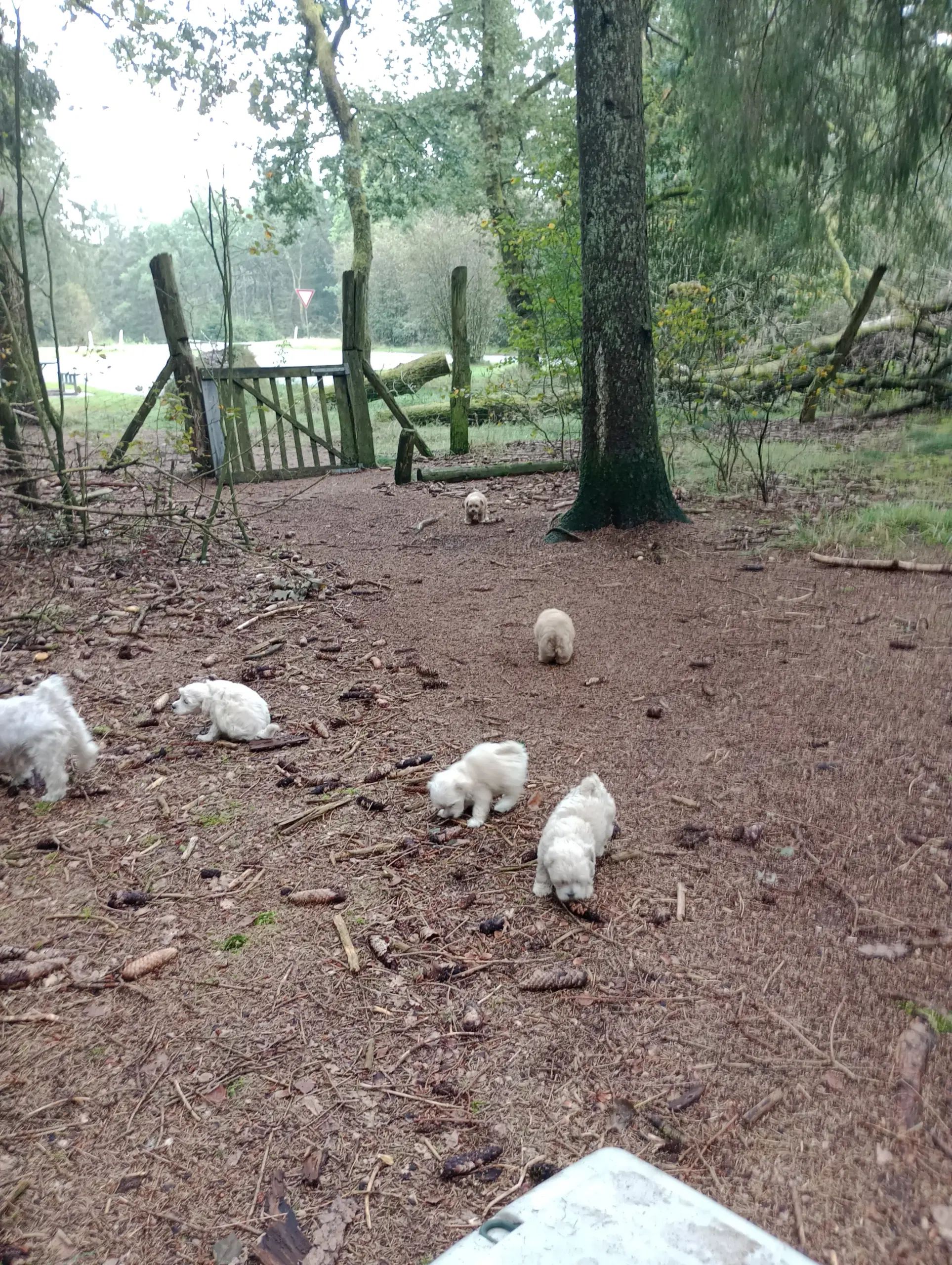 Maltipoo hvalpe