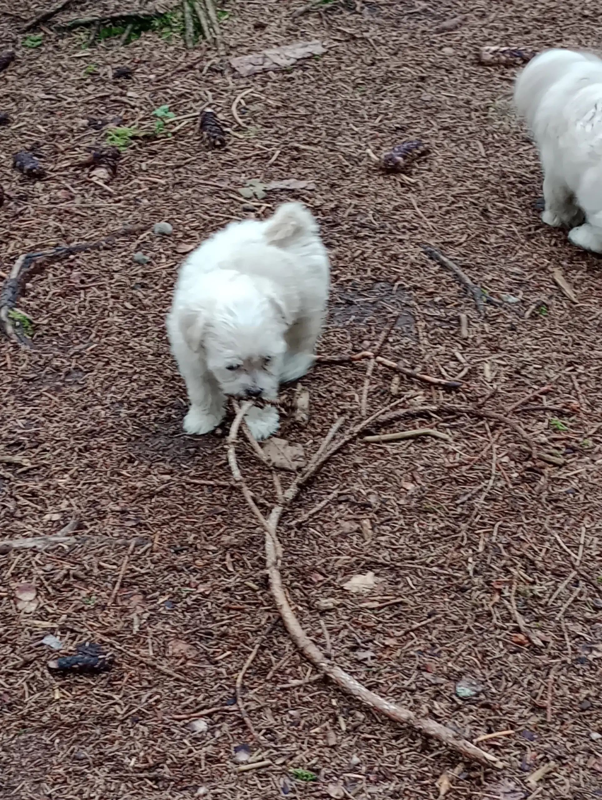 Maltipoo hvalpe