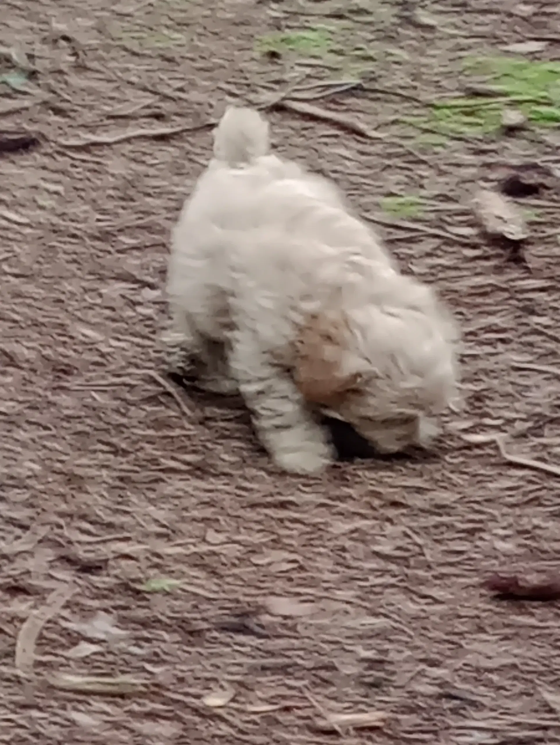 Maltipoo hvalpe