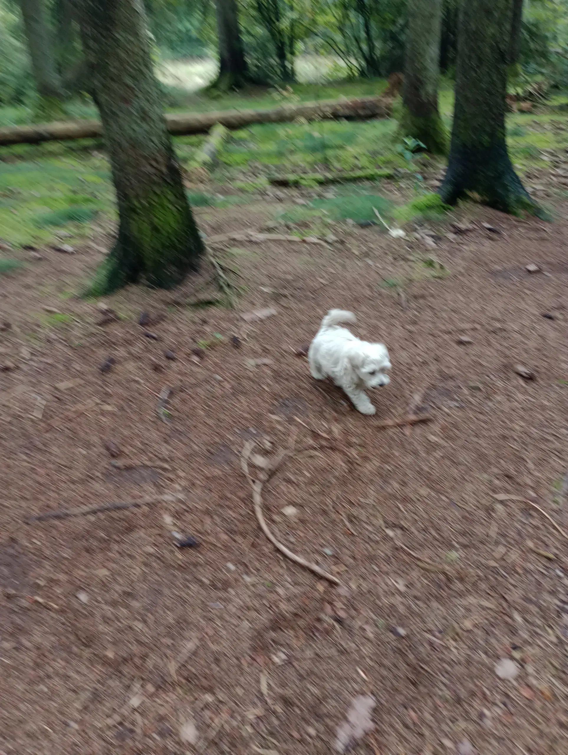 Maltipoo hvalpe