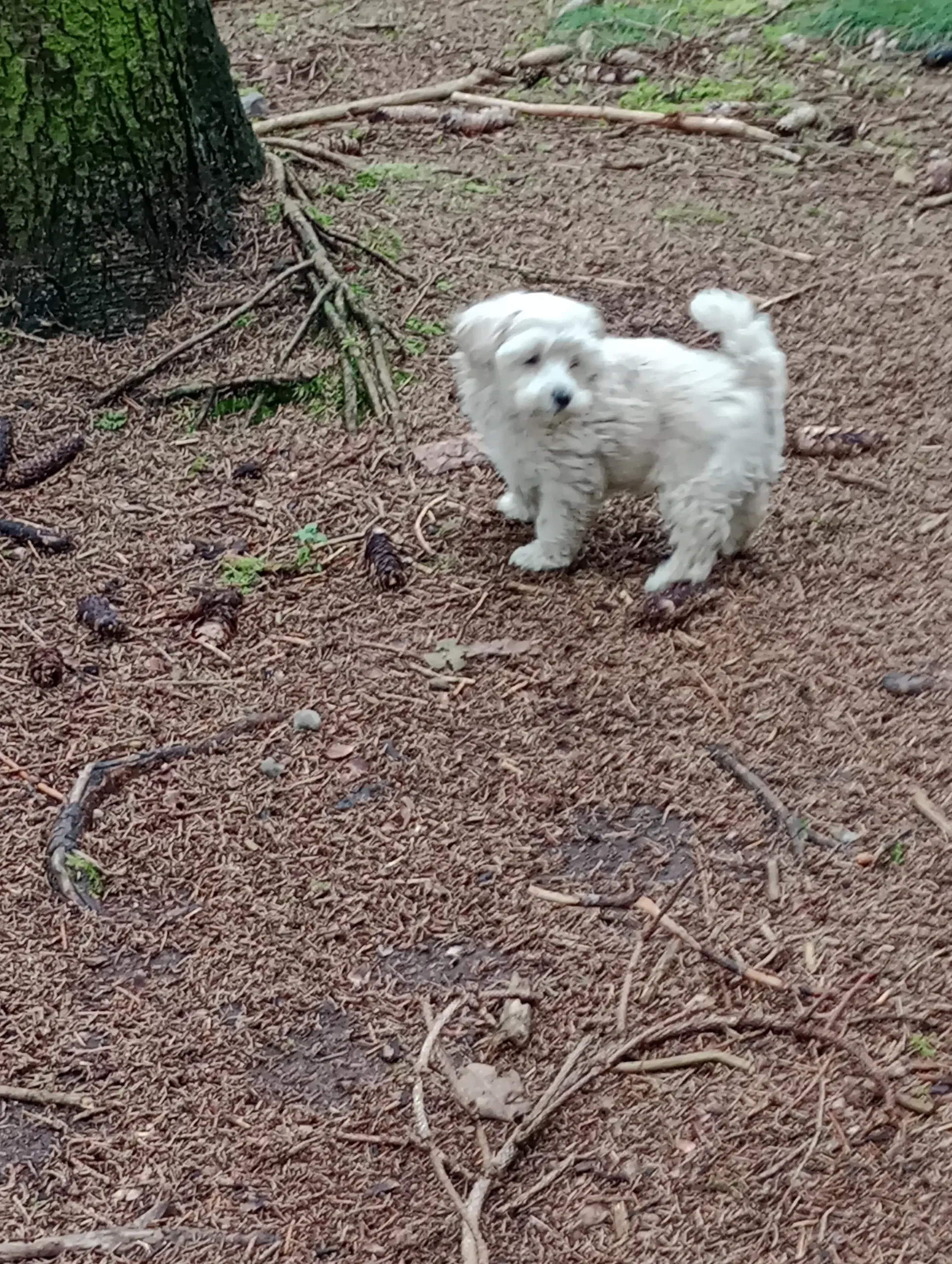 Maltipoo hvalpe