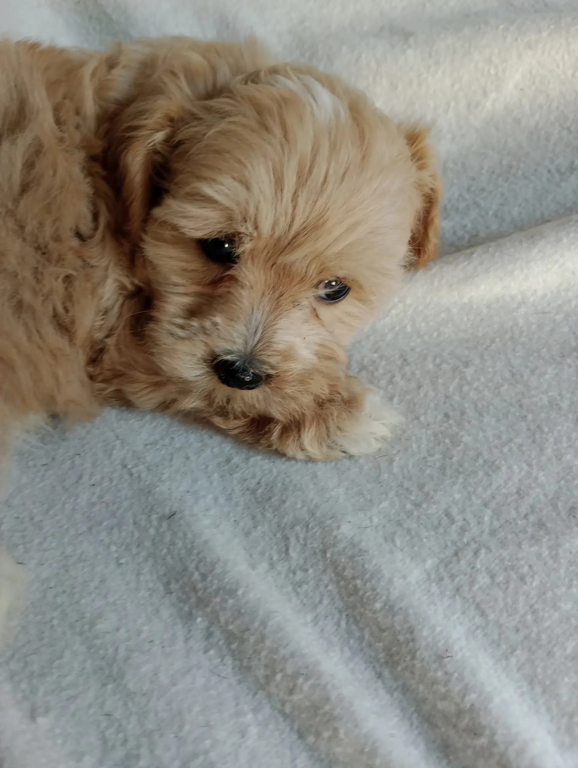 Maltipoo hvalpe