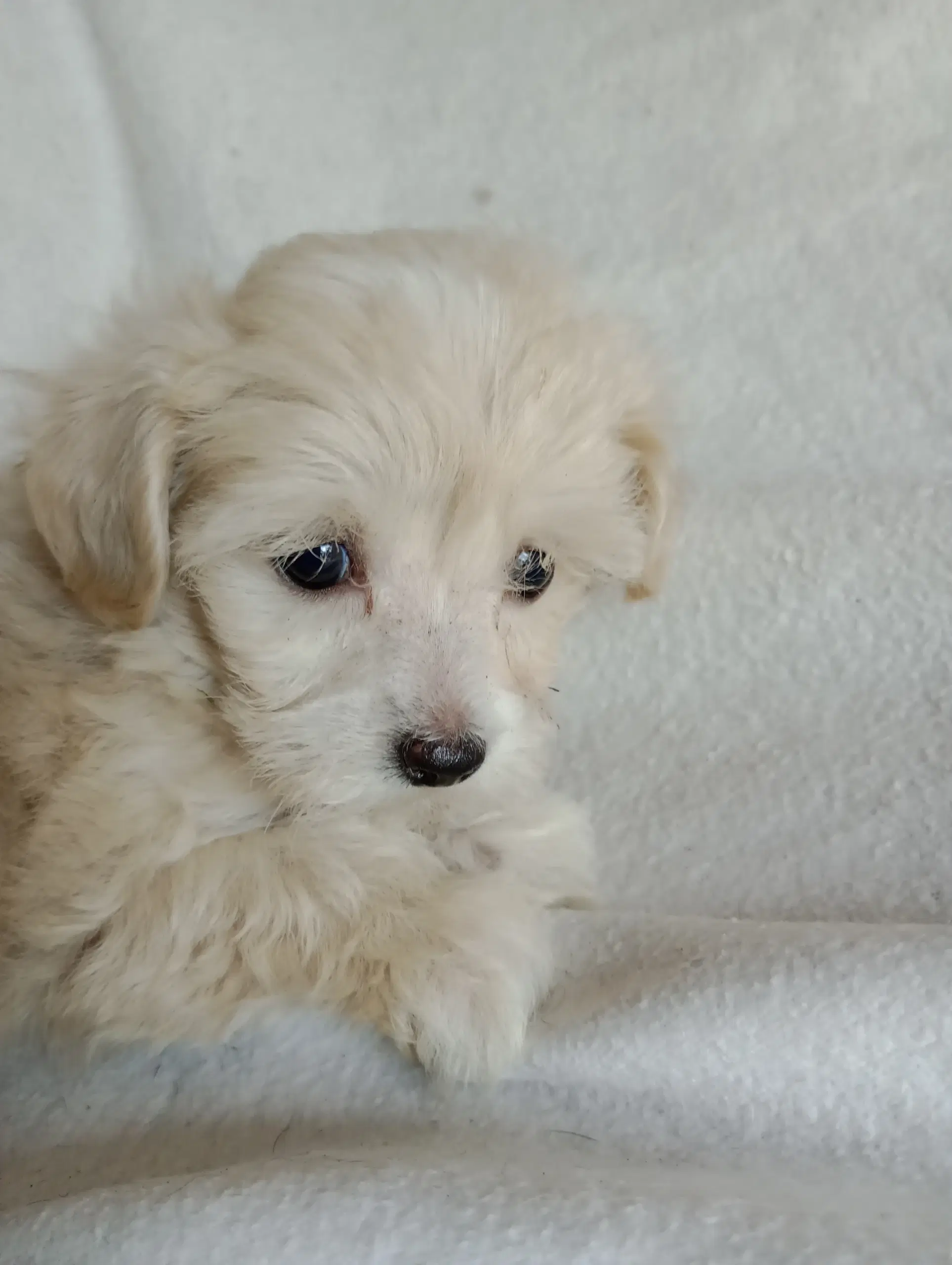 Maltipoo hvalpe