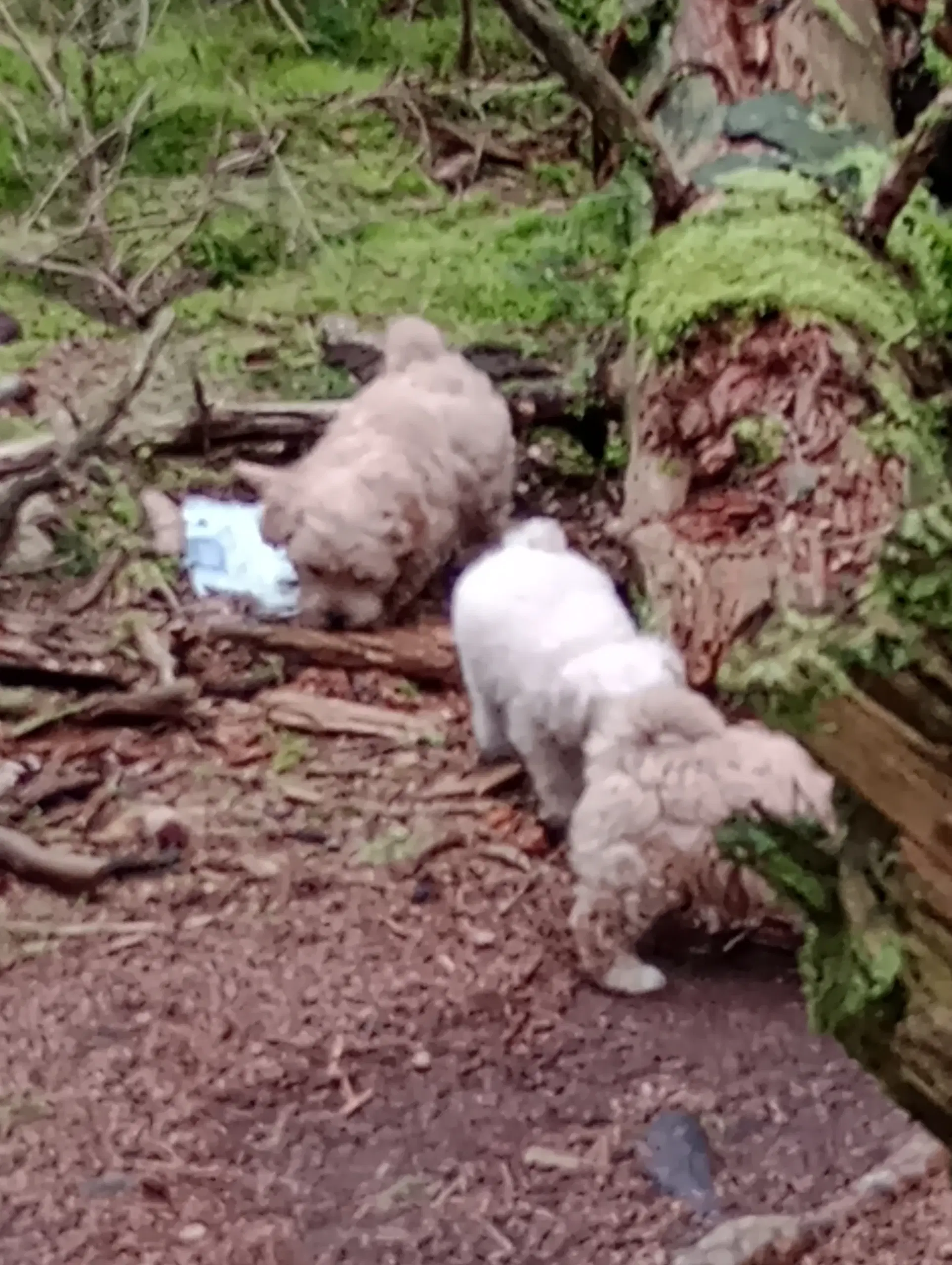 Maltipoo hvalpe