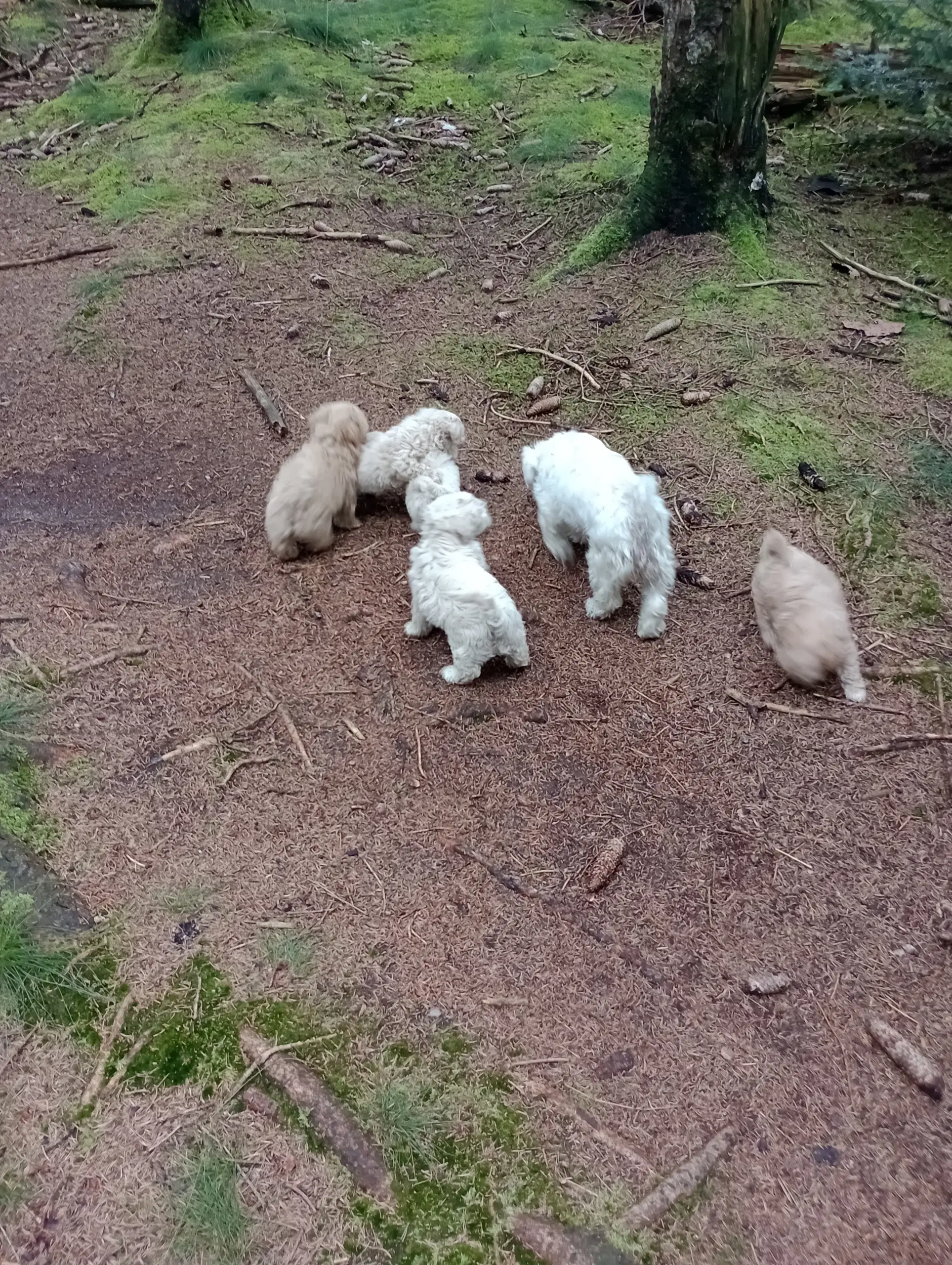 Maltipoo hvalpe