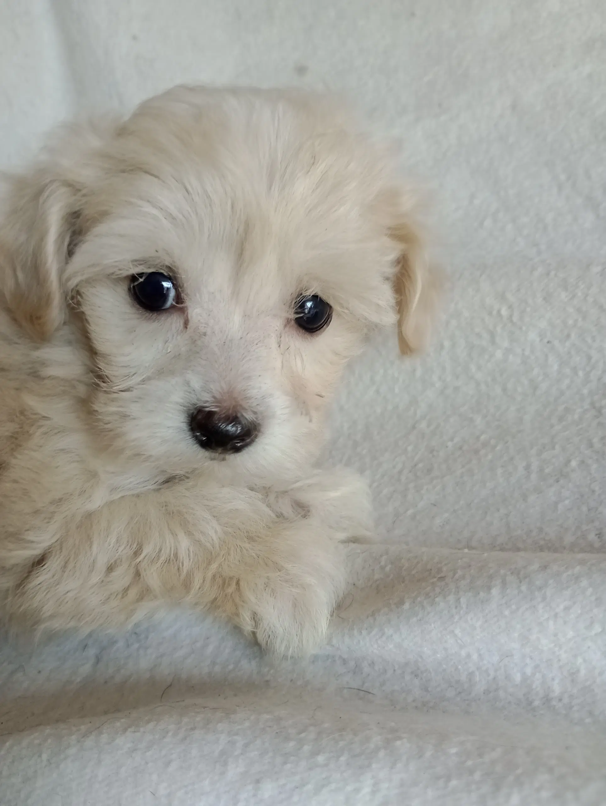 Maltipoo hvalpe