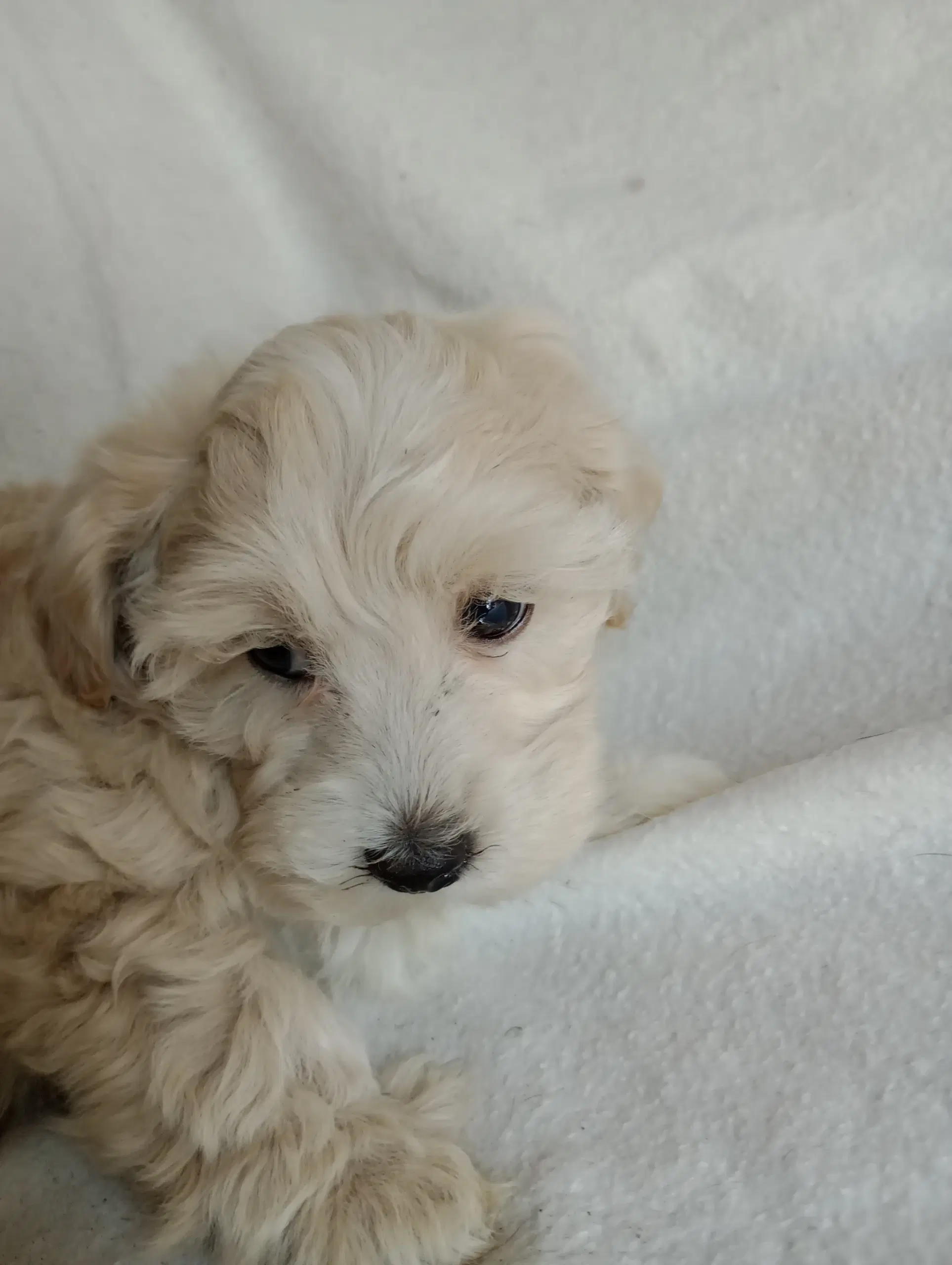 Maltipoo hvalpe