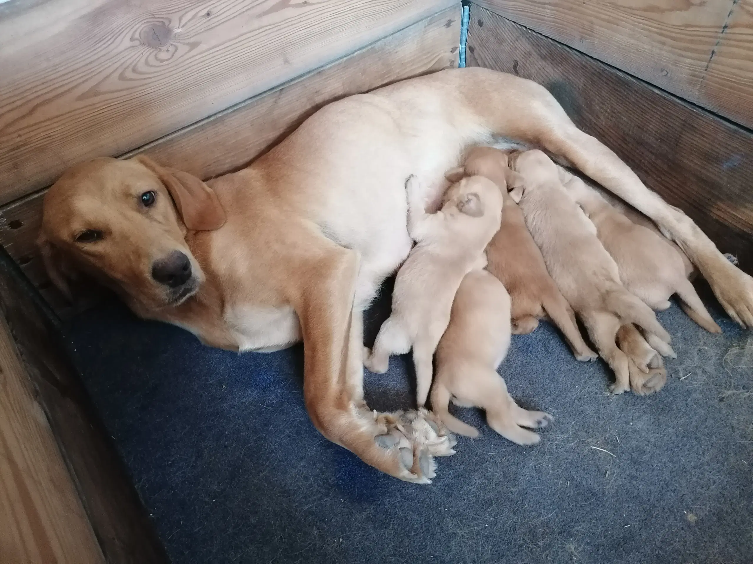 Red fox Labrador hvalpe