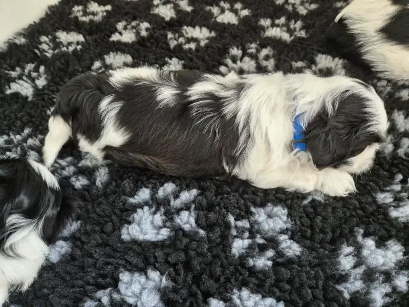 Shih tzu hvalpe