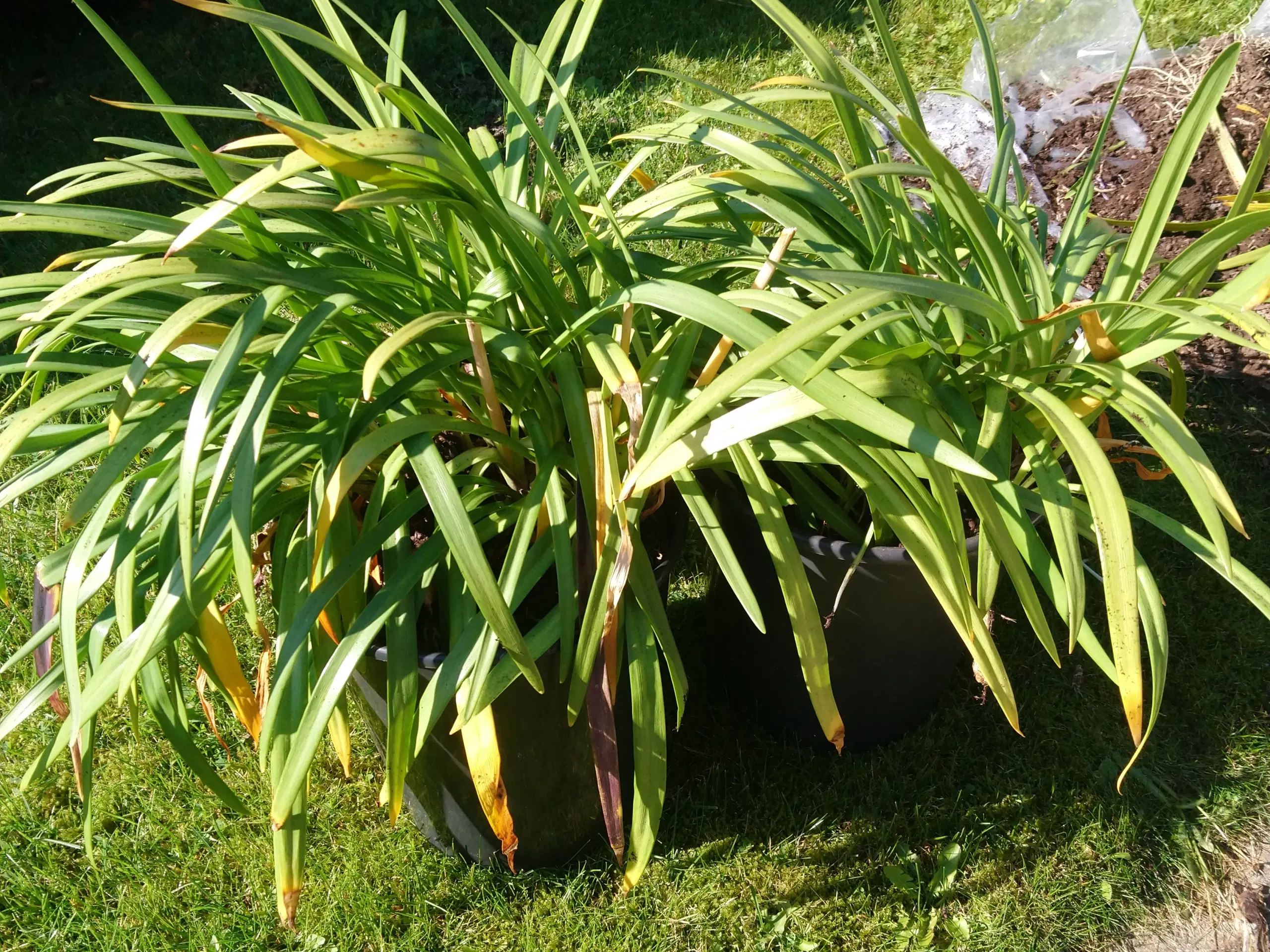 2 stk blå agapanthus ø 25 pr stk 75