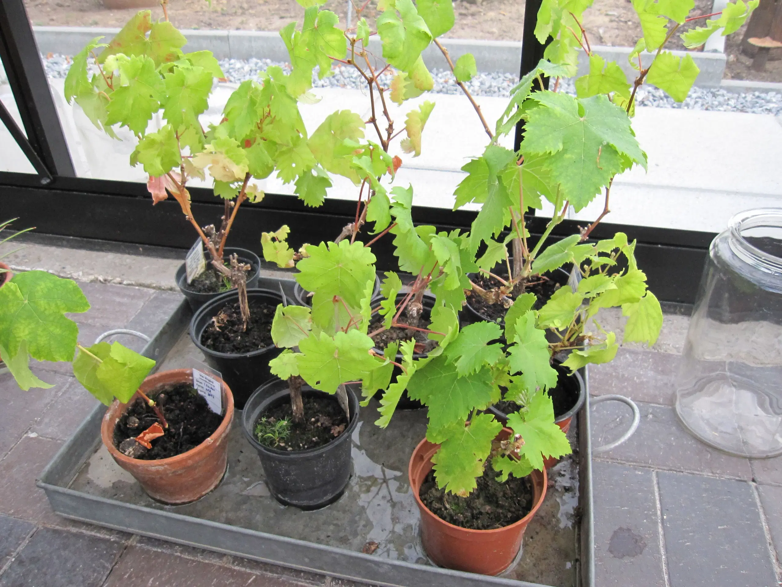 Vinplanter