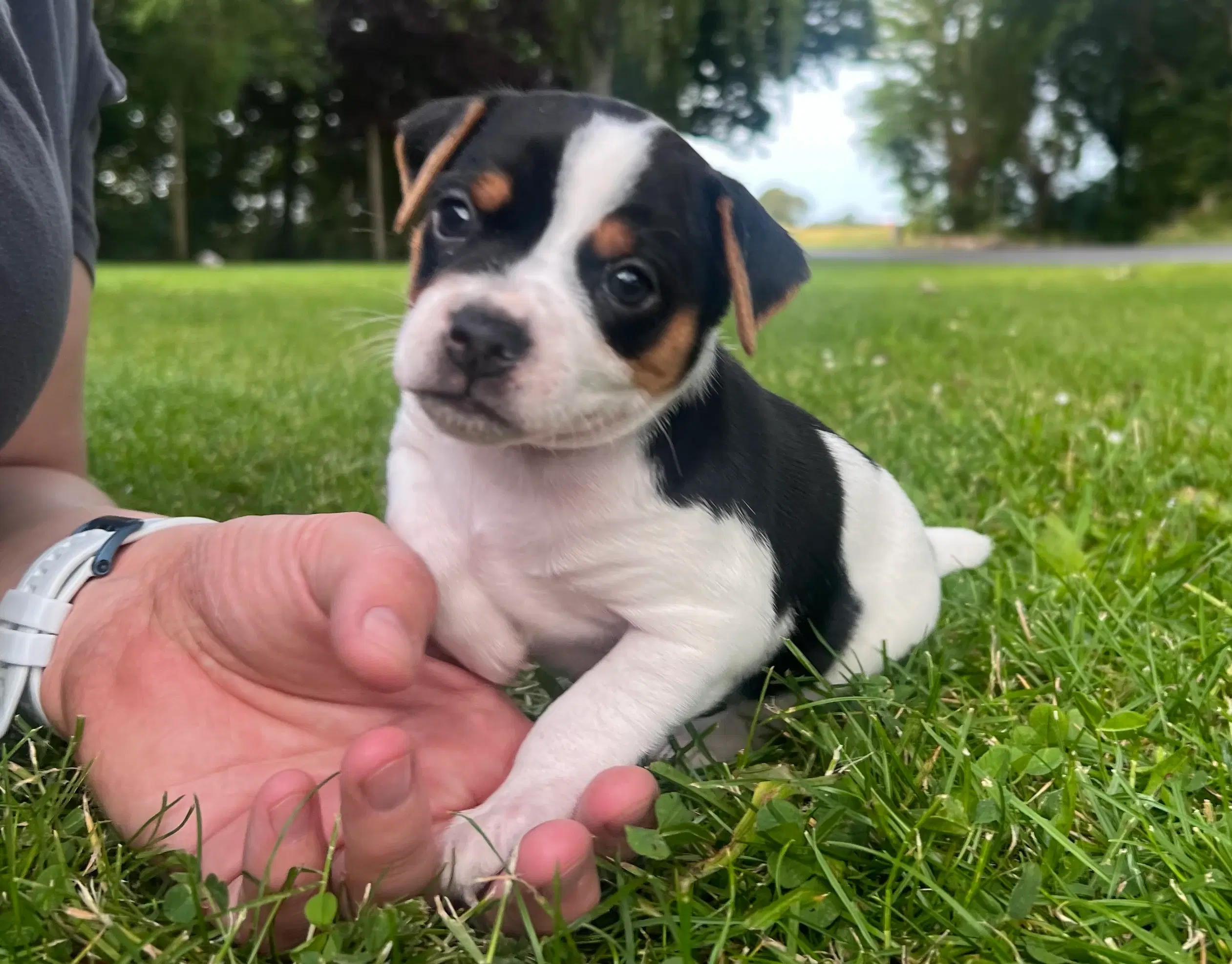 Dansk svensk gårdhundehvalpe med DKK