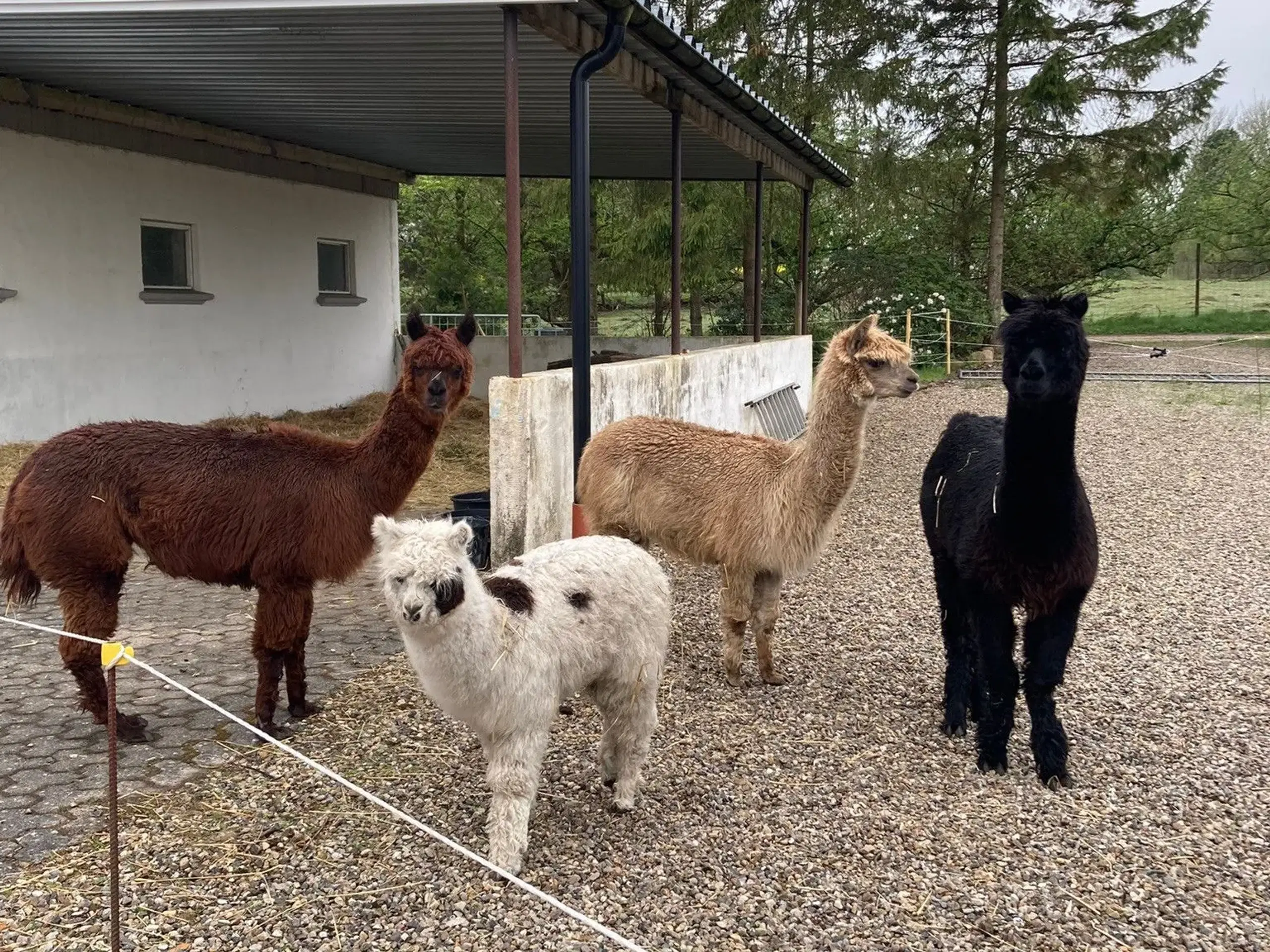 Alpaca uld