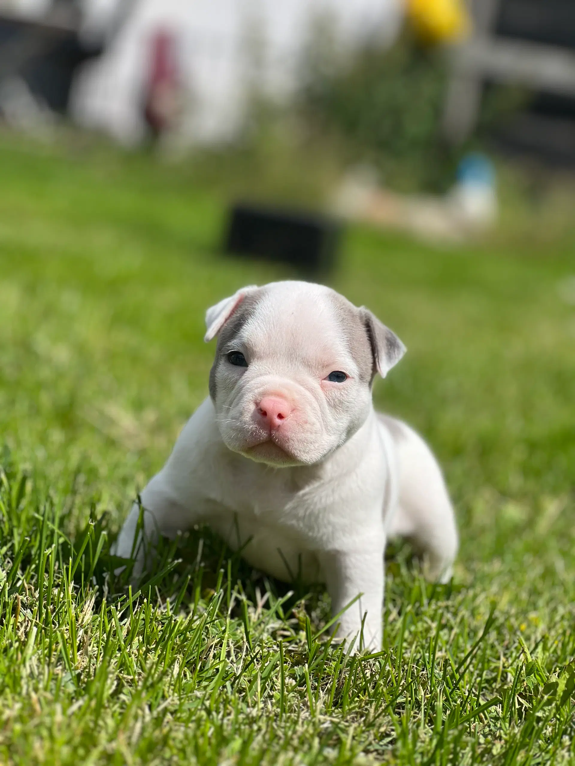 American bully pocket Hanhvalpe