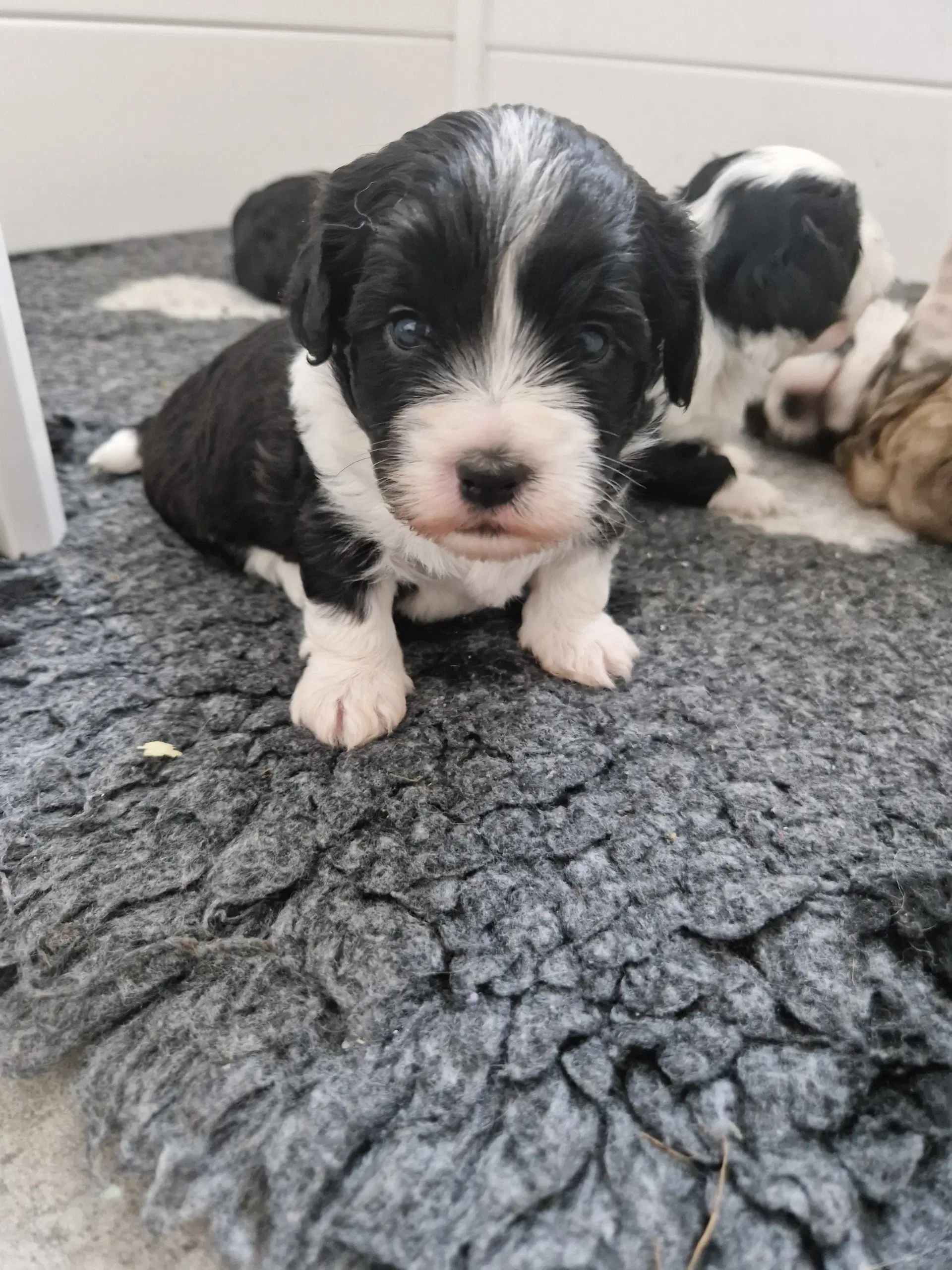 Brichon Havanese/malteser hvalpe sælges