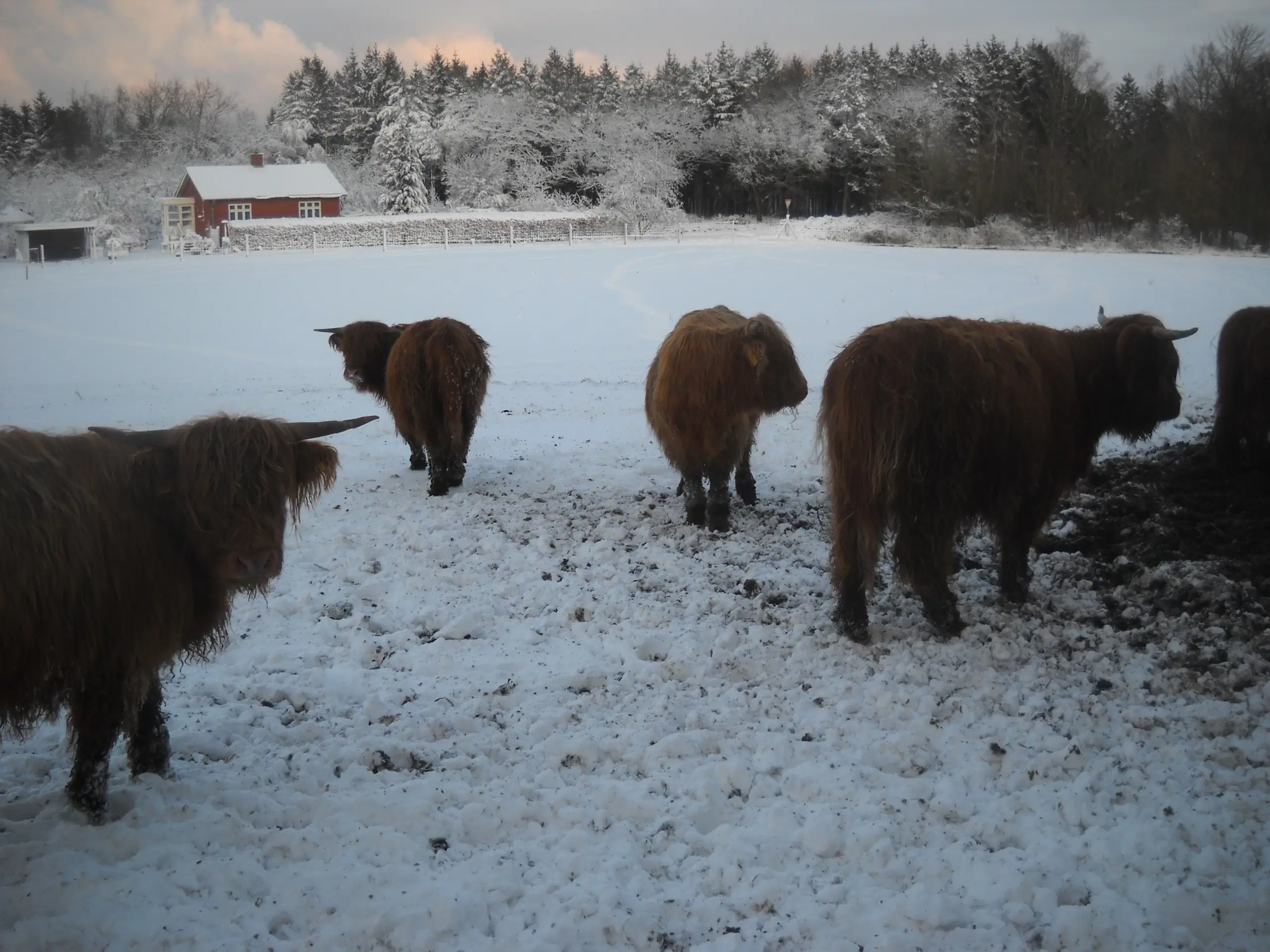 skotsk højland