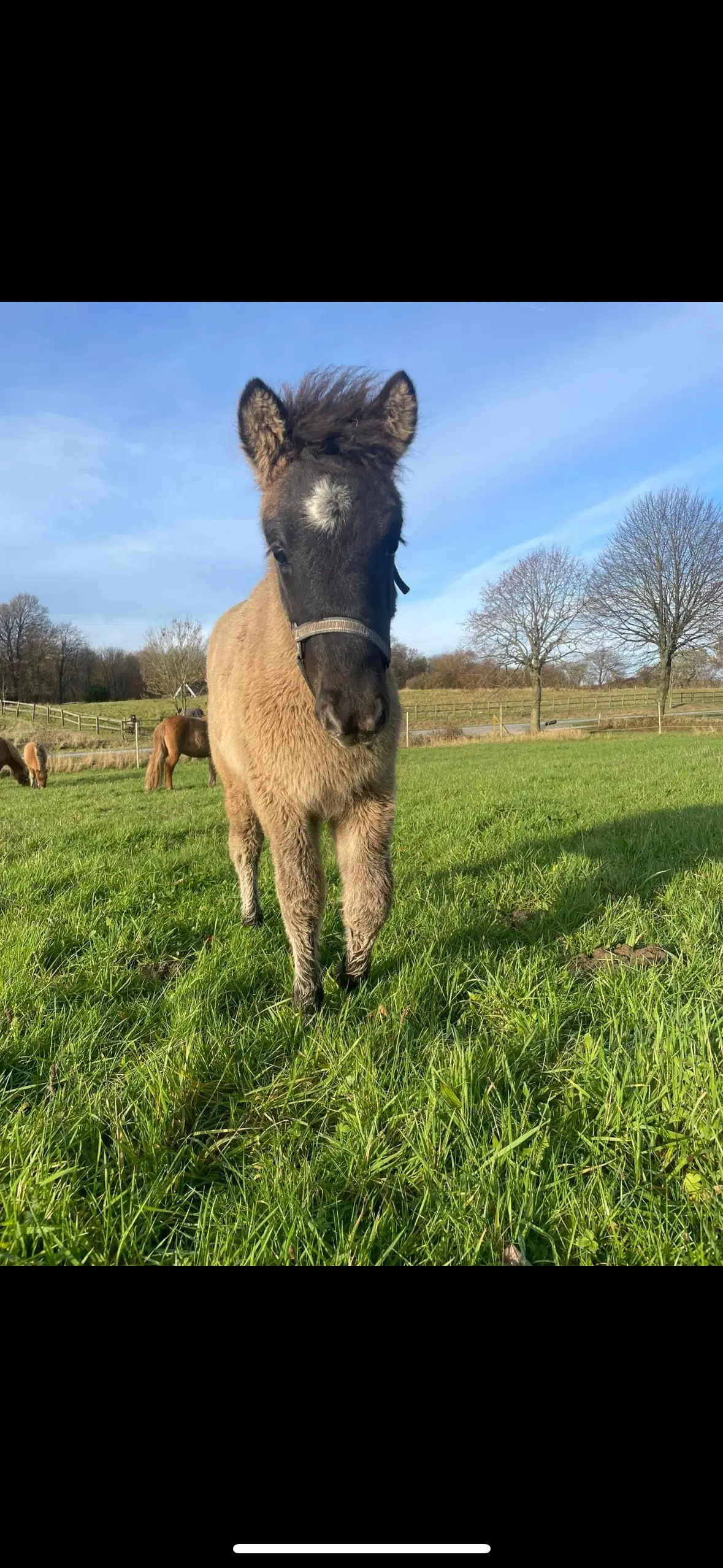 Snart 1 årig islænder hingst