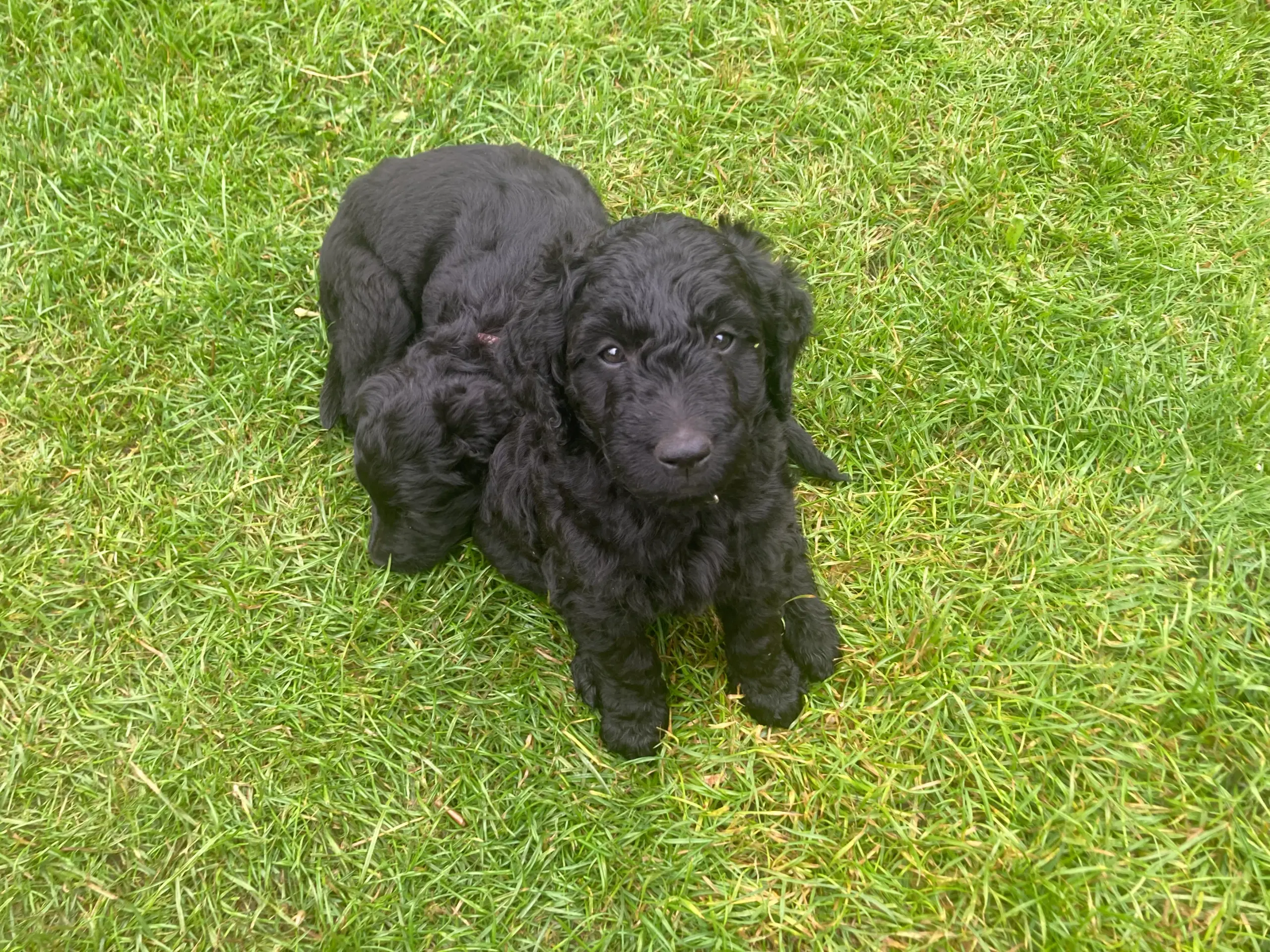 Goldendoodle hvalpe